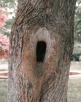 a tree trunk with a hole in it