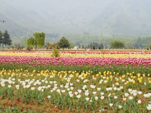a field of flowers with mountains in the background