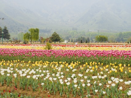 a field of flowers with mountains in the background