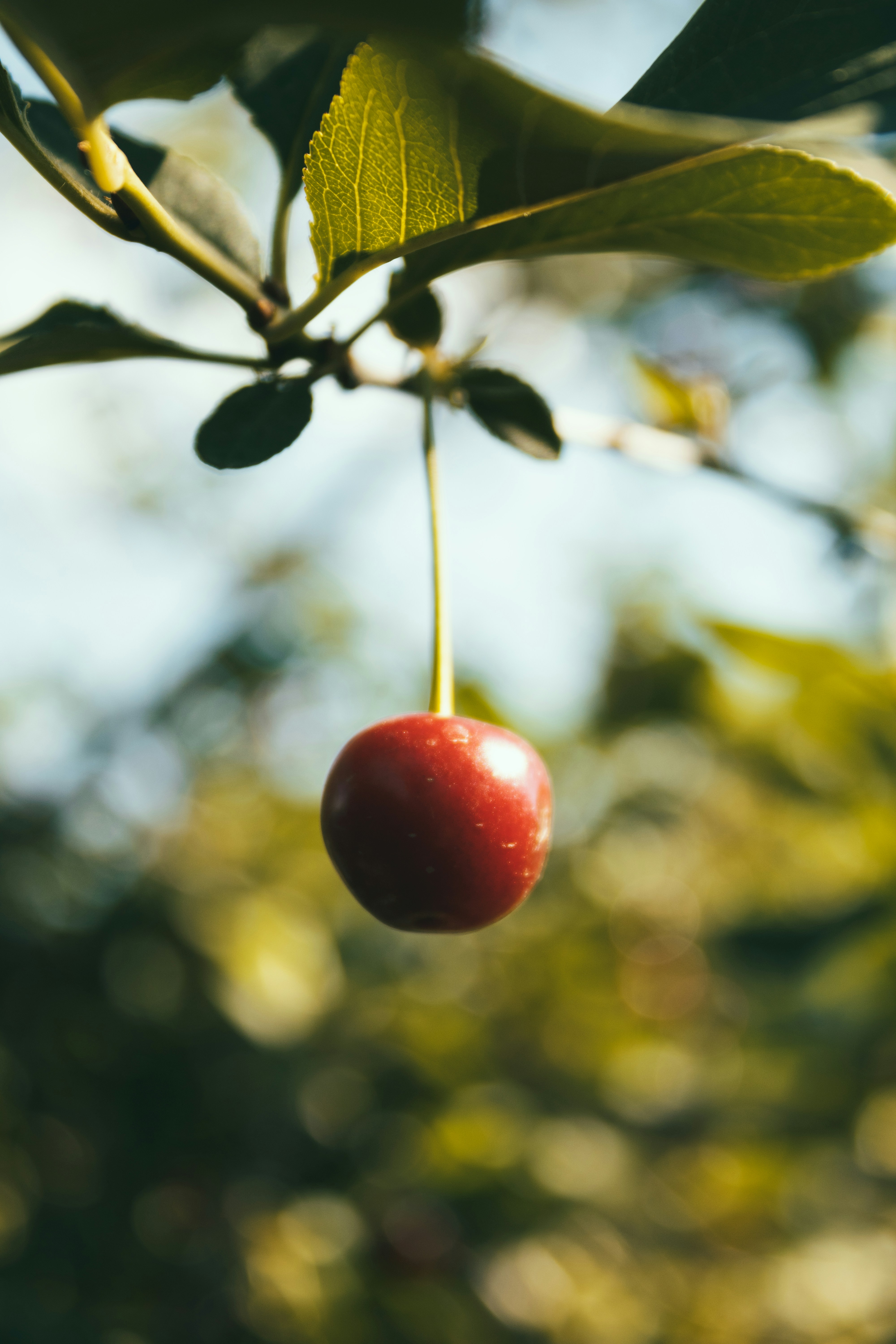 Photo by mohammadelikaei