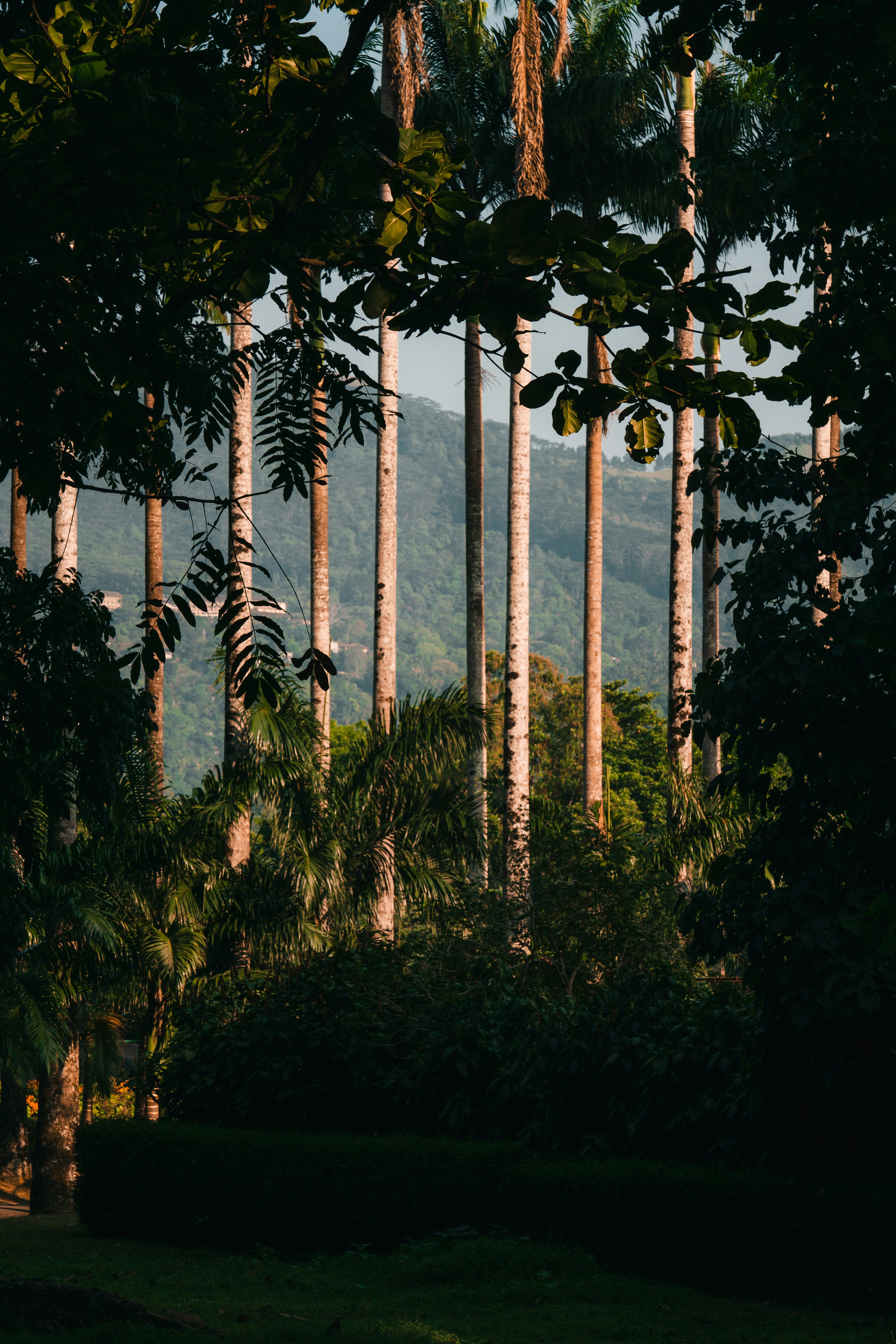 Royal Botanics