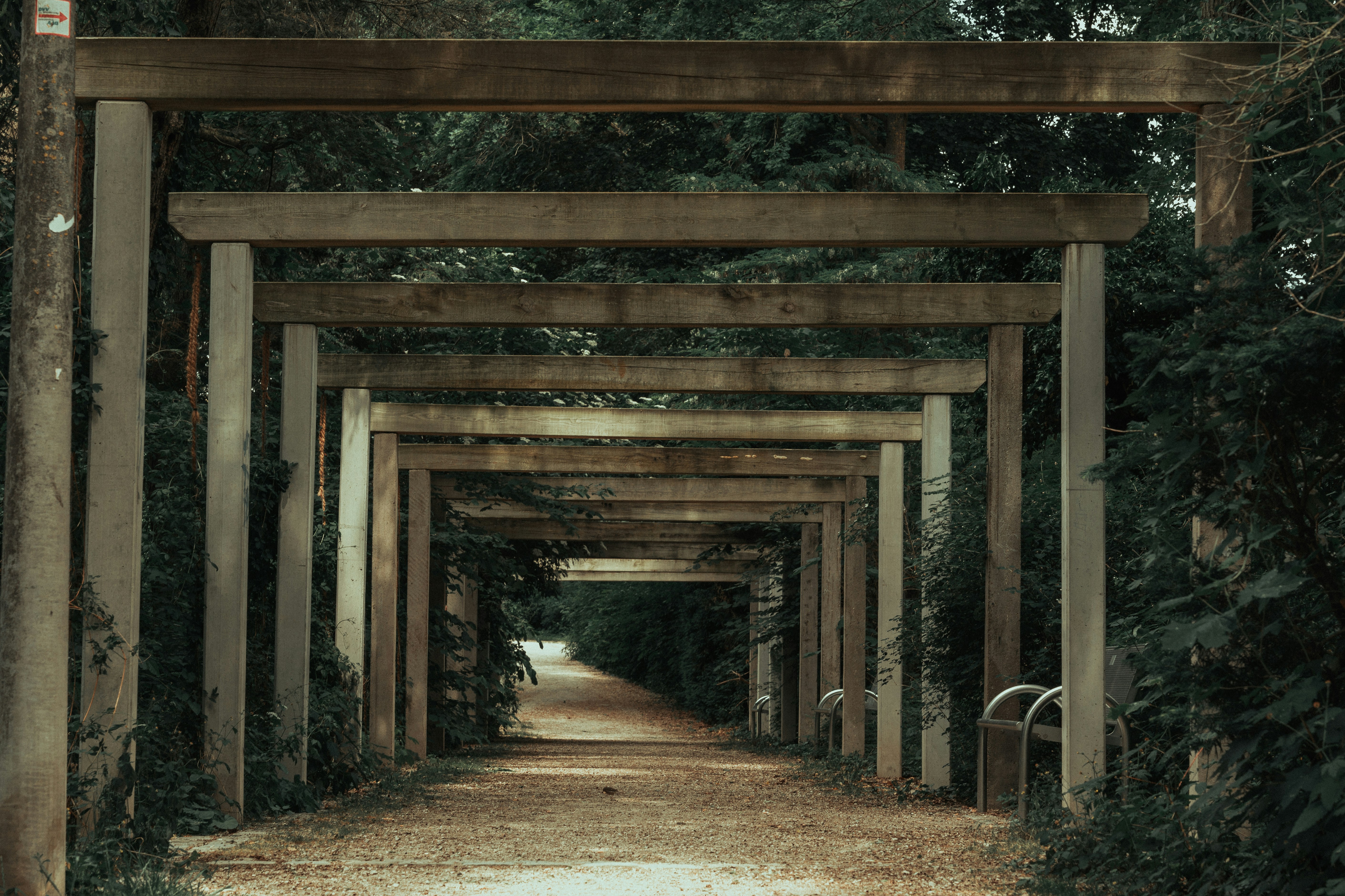 a tunnel of trees leading into a forest