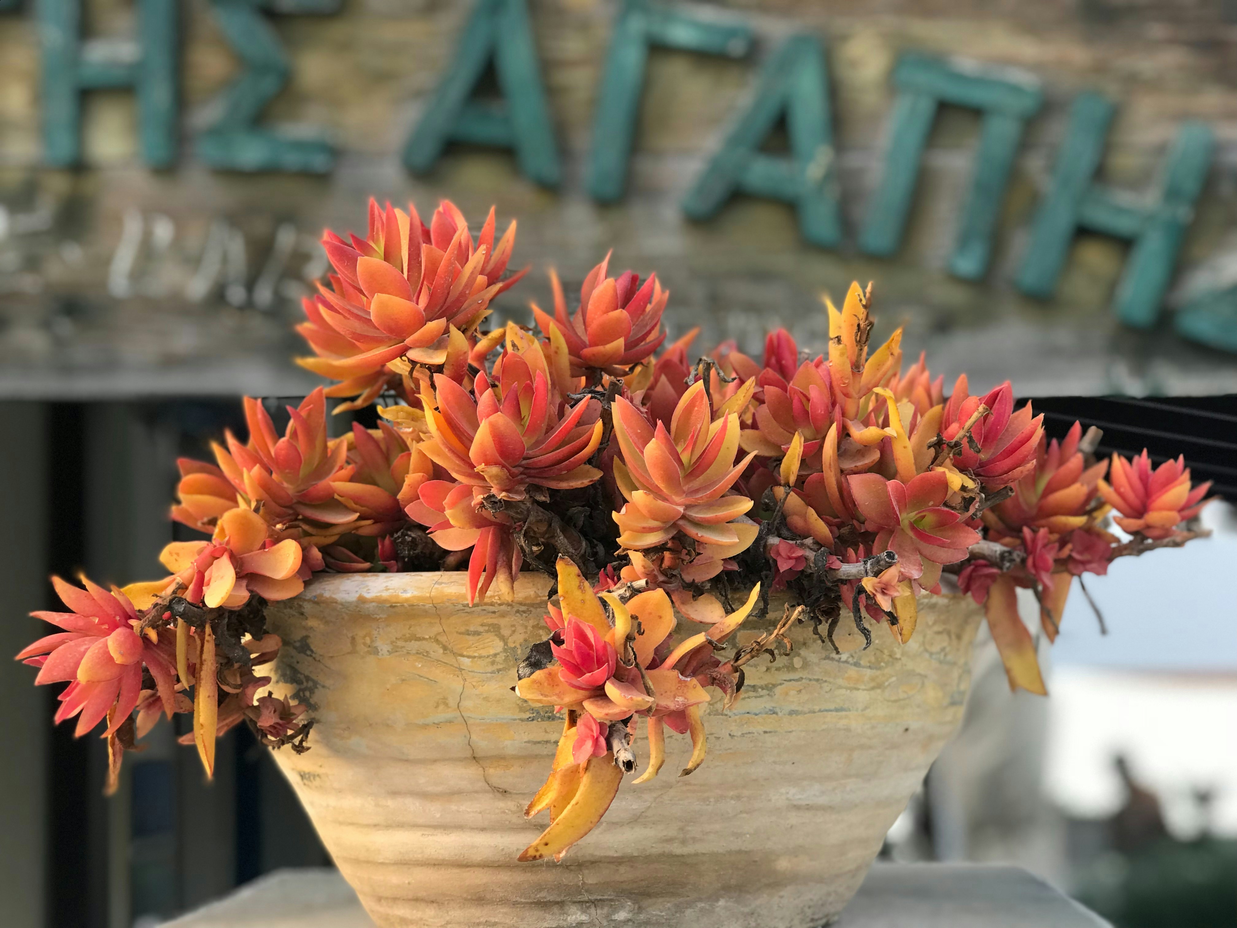 a potted plant with red and yellow flowers