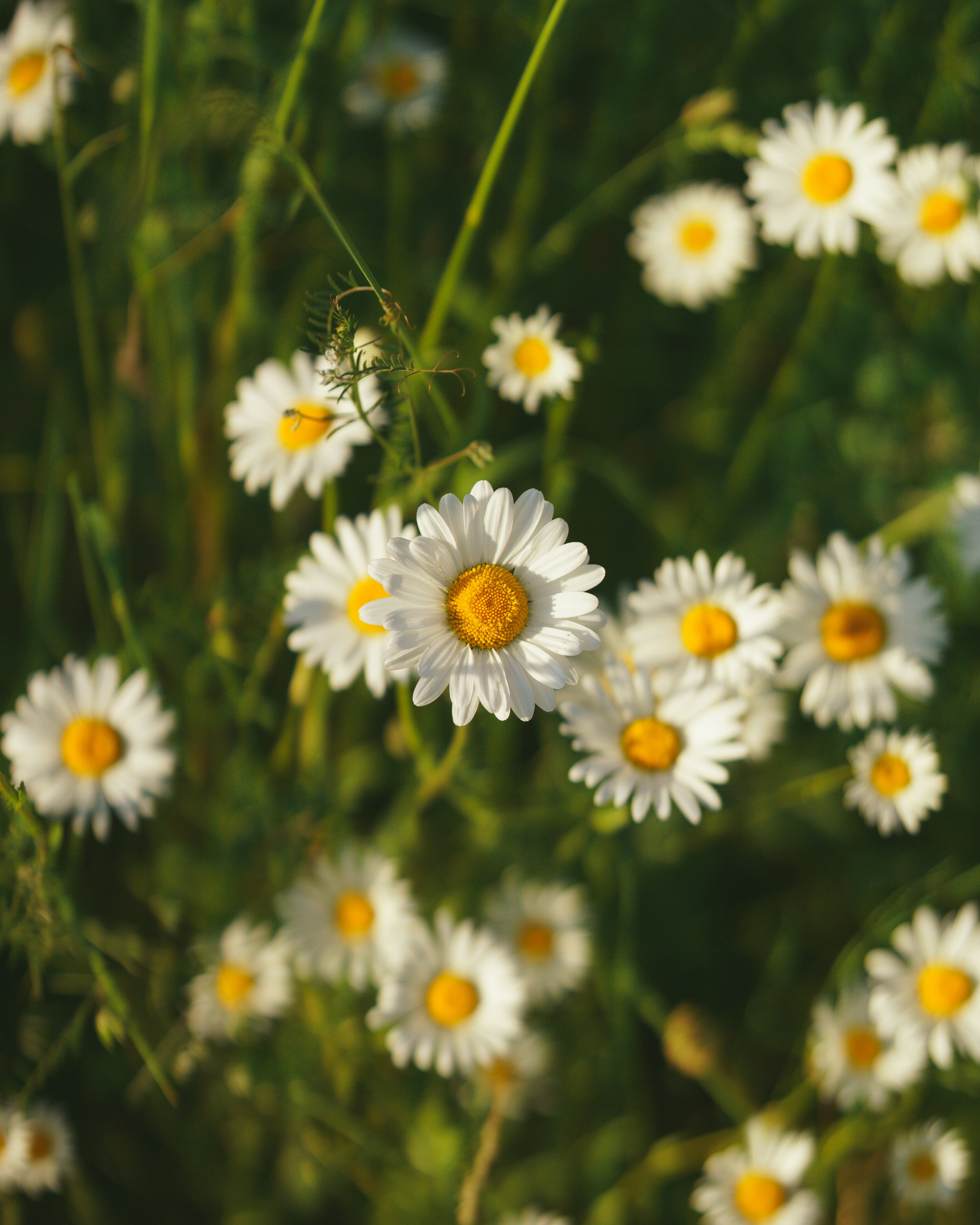 a bunch of daisies that are growing in a field