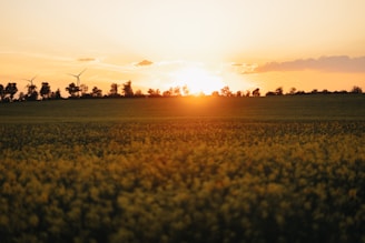 the sun is setting over a green field