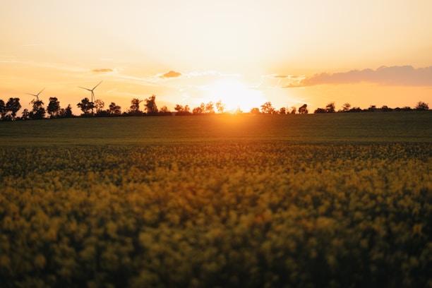the sun is setting over a green field