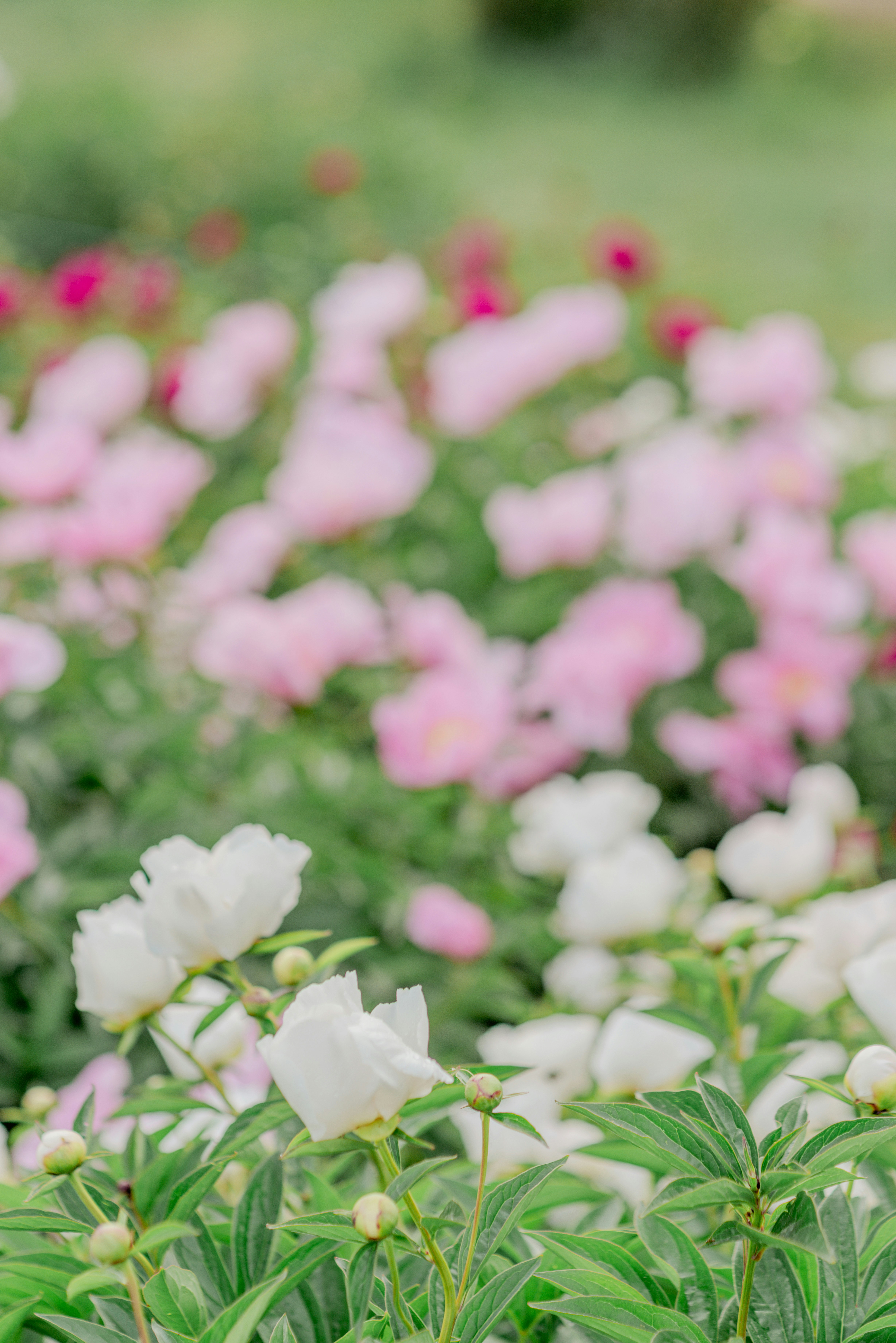 Photo by eugenivy_now