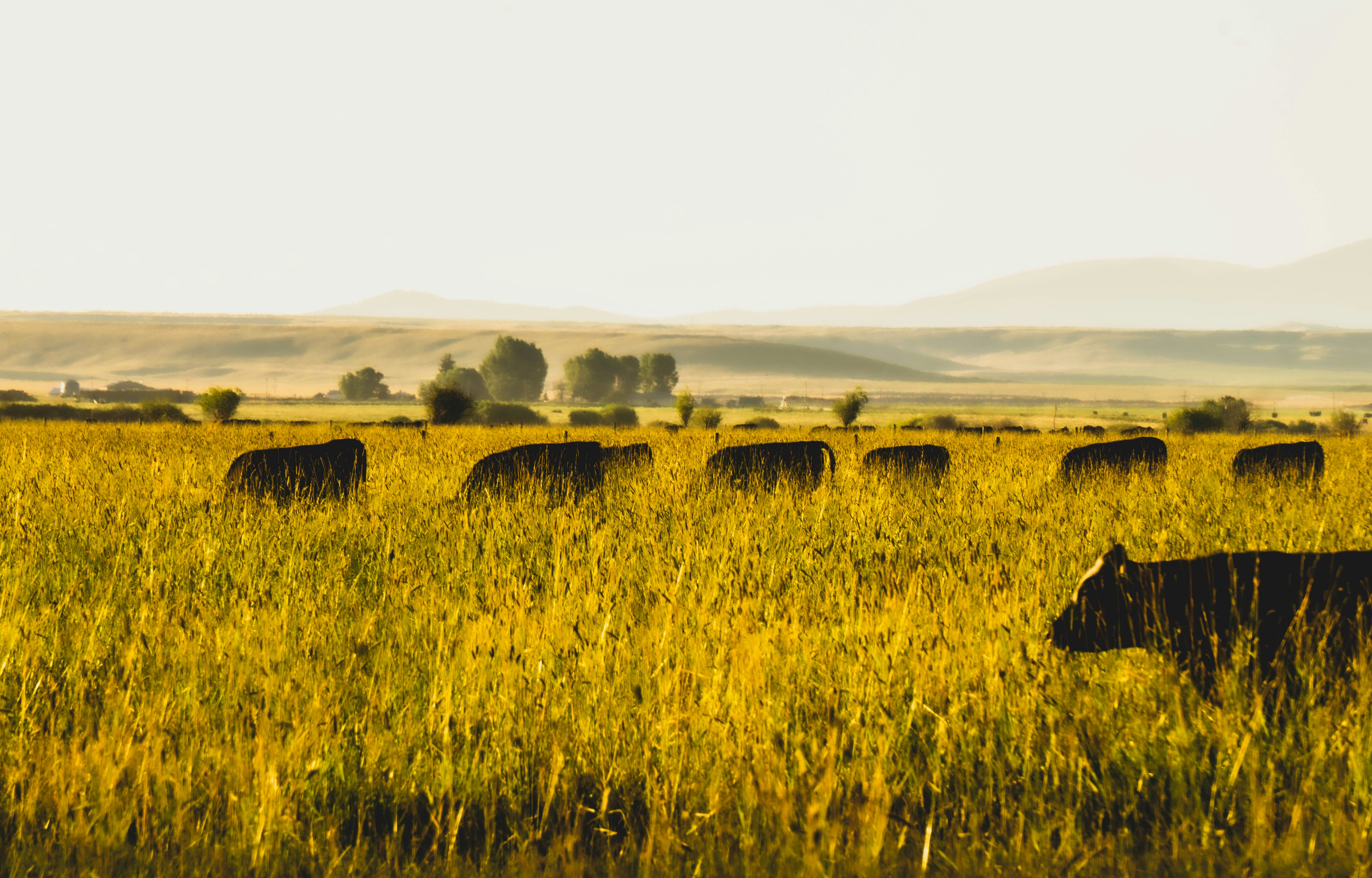 a herd of cattle grazing on a lush green field