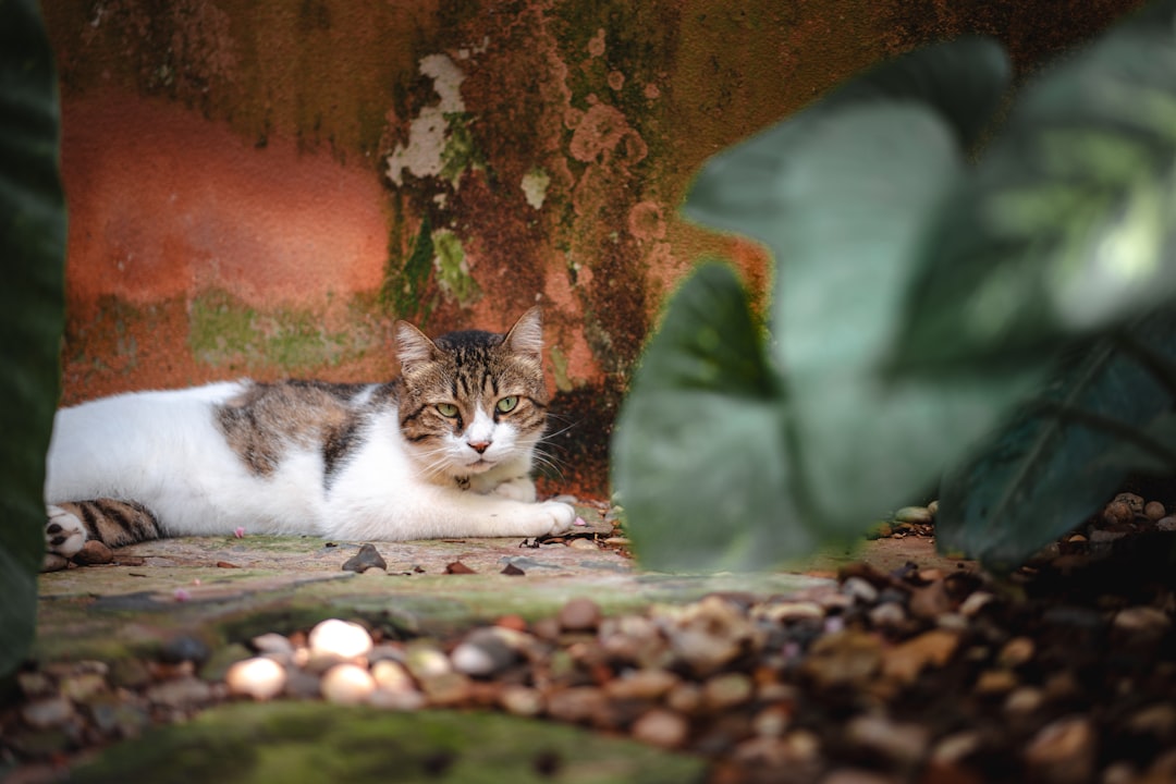 a cat laying on the ground next to a plant