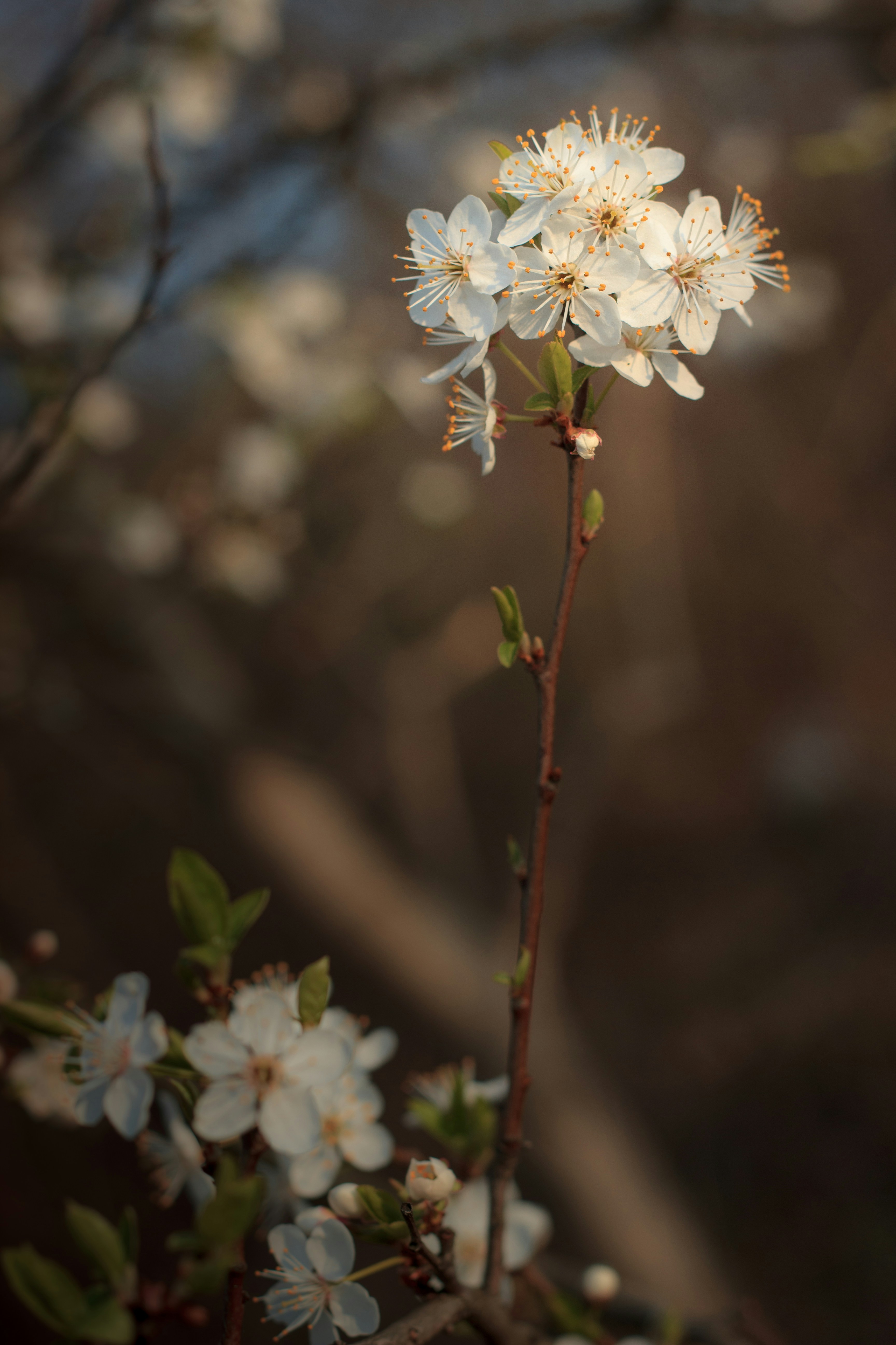Photo by andriyba