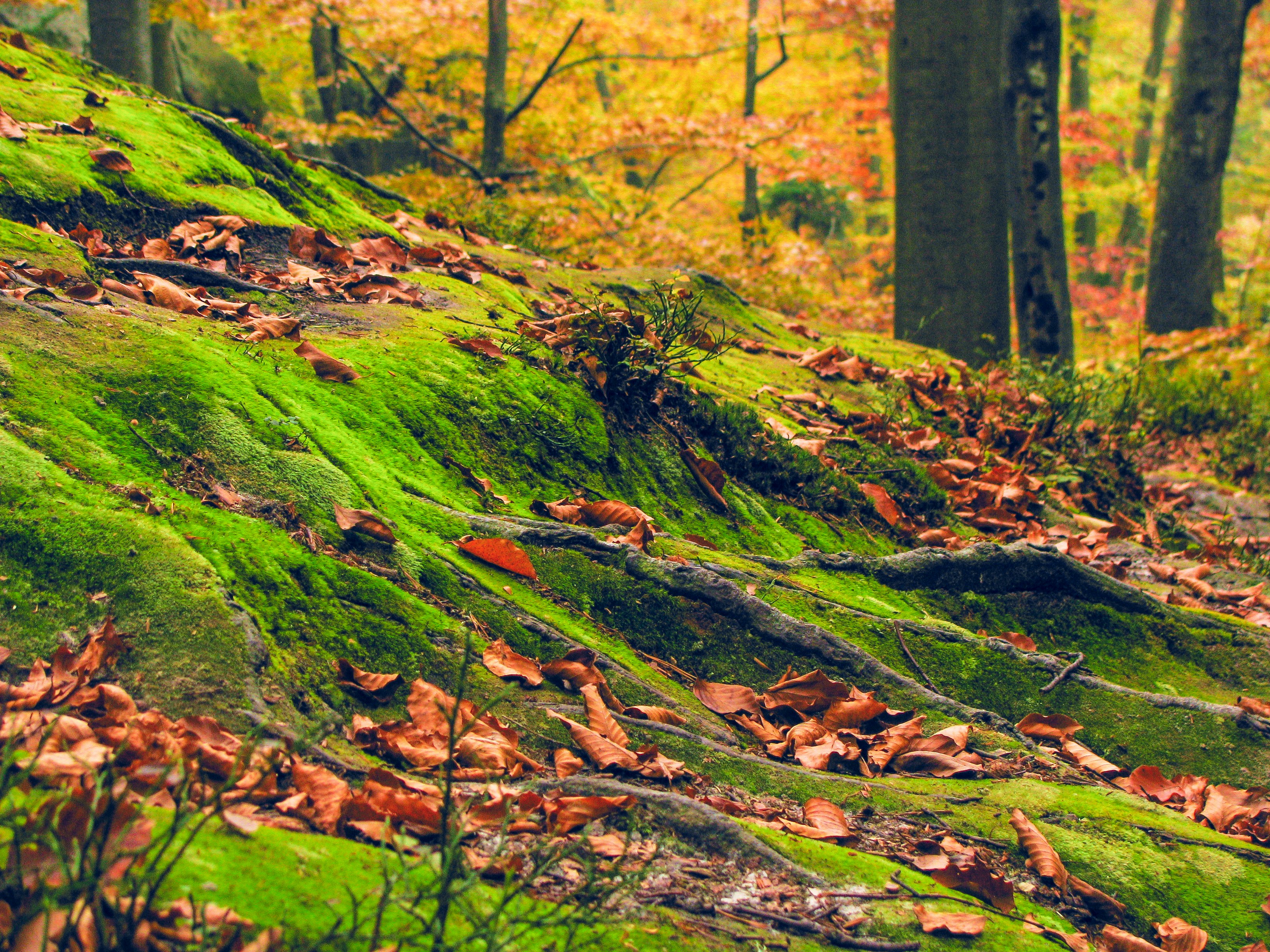 a green moss covered rock in a forest