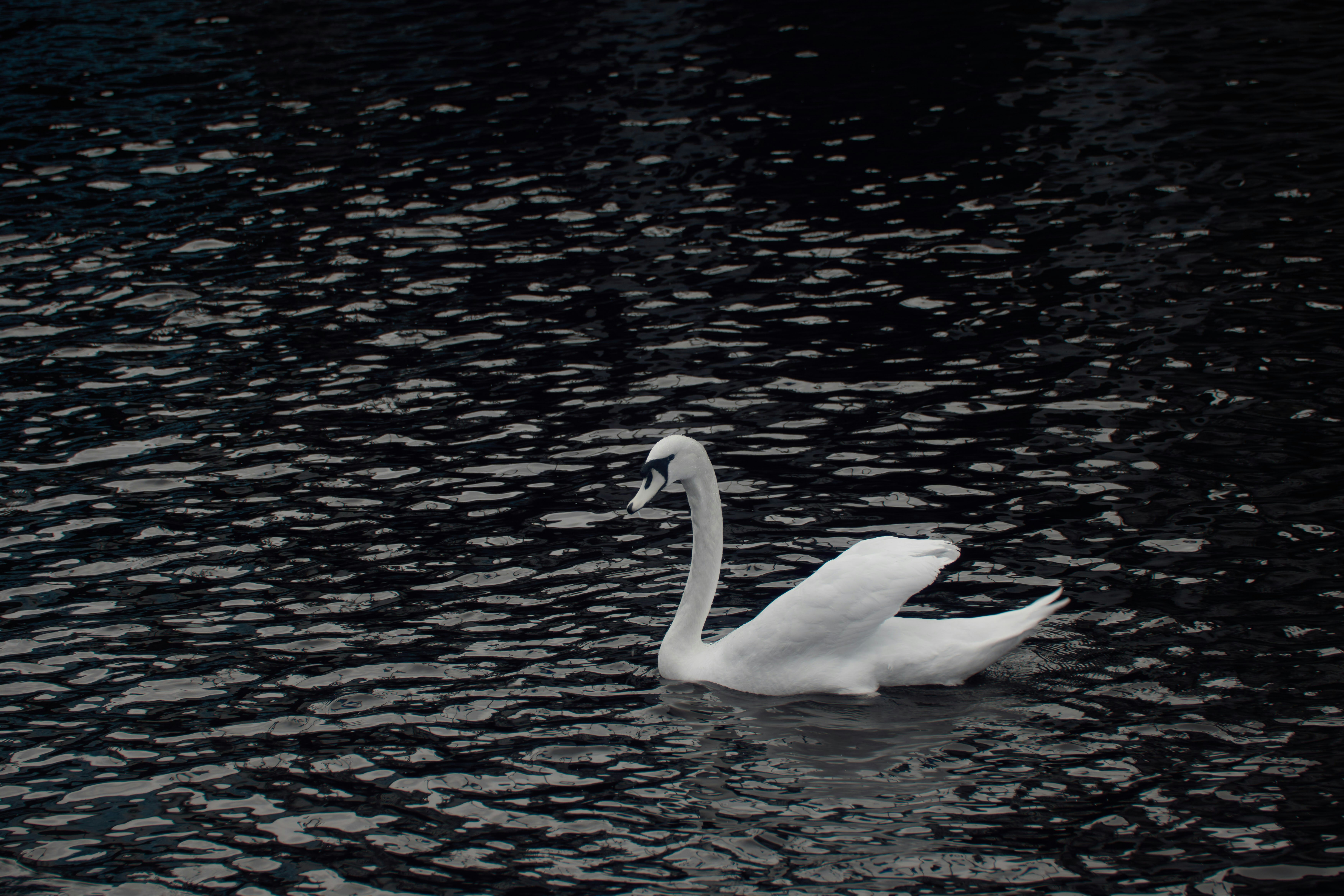 Photo by wolfgang_hasselmann