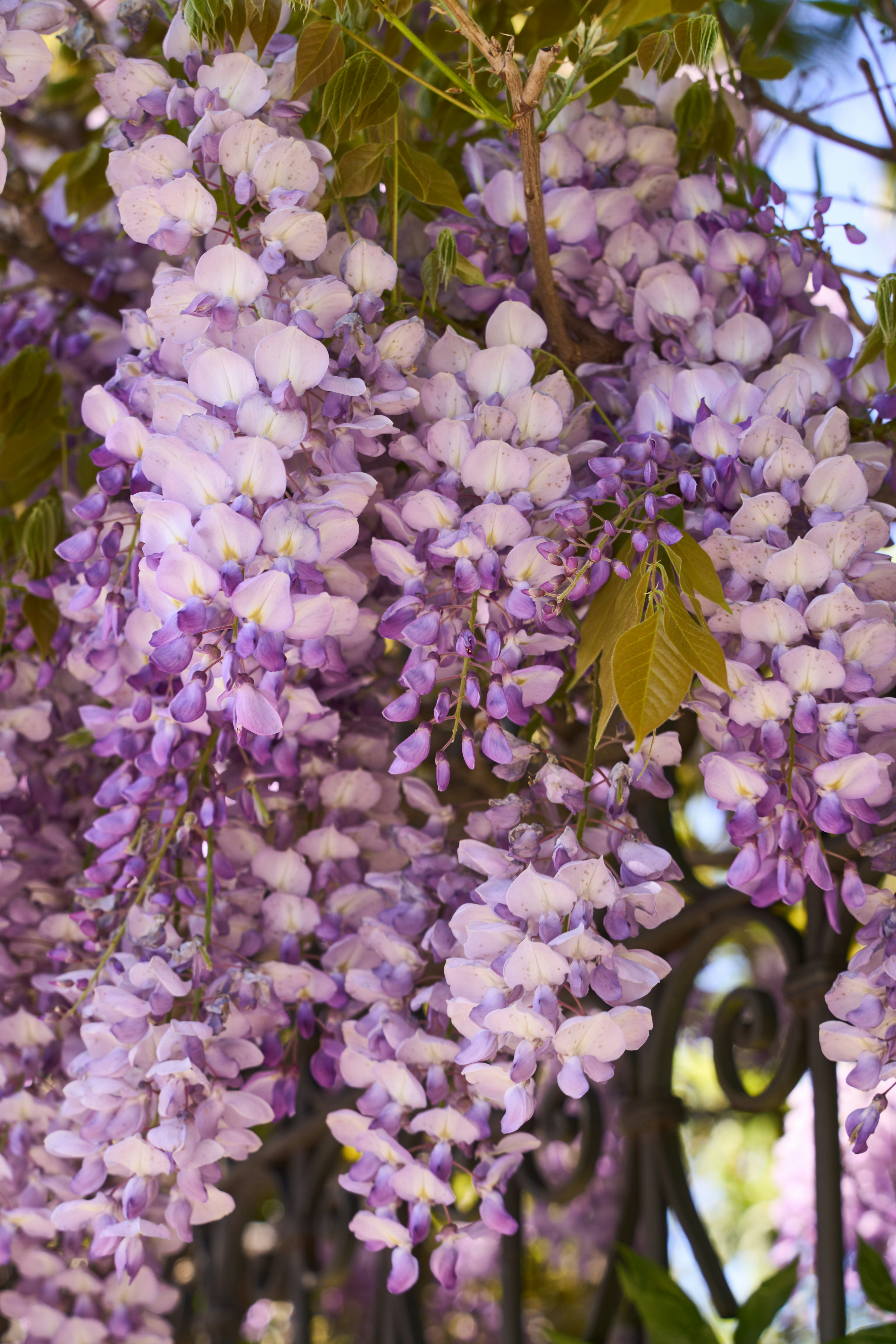 Photo by wolfgang_hasselmann