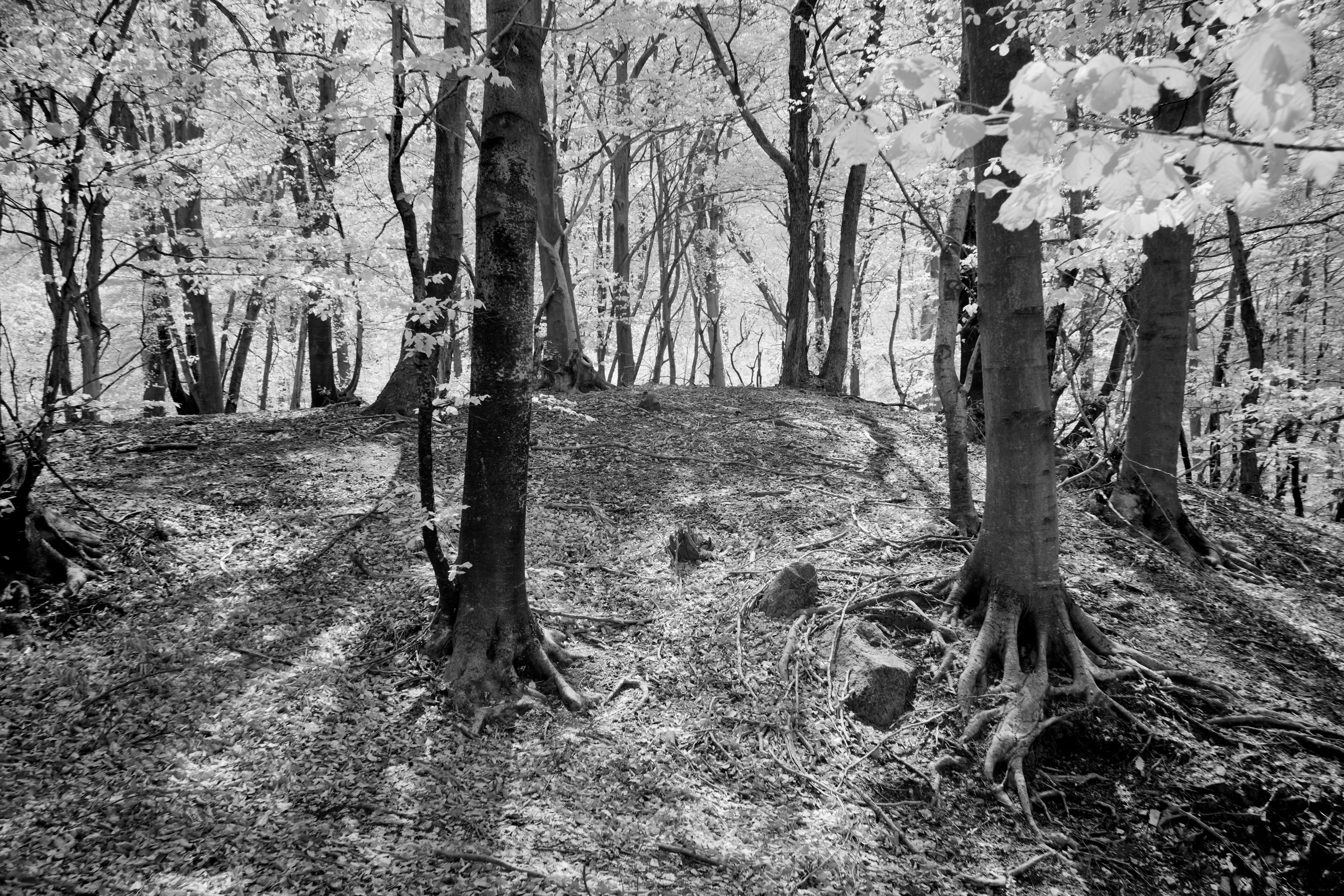 Photo by wolfgang_hasselmann