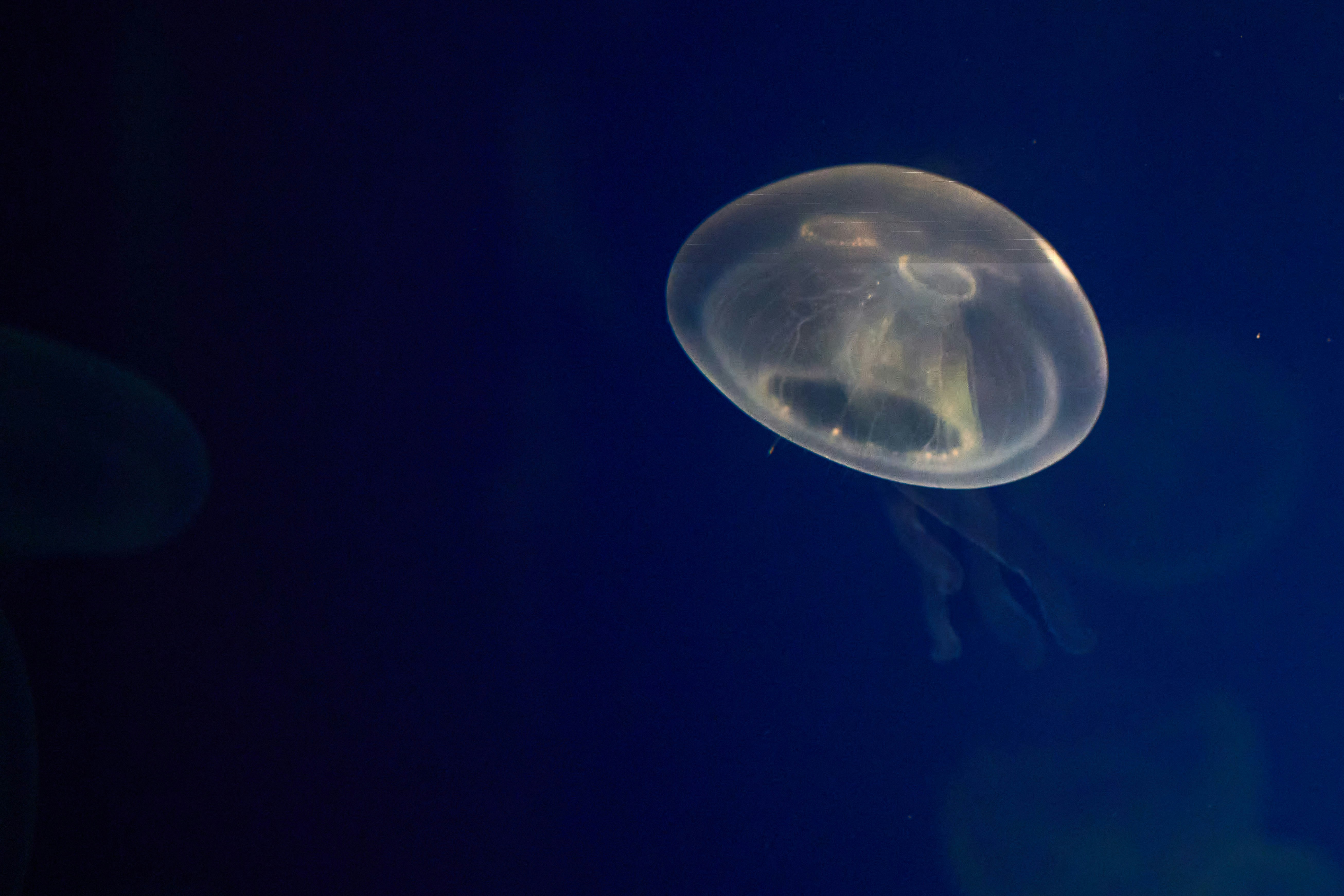 Photo by wolfgang_hasselmann