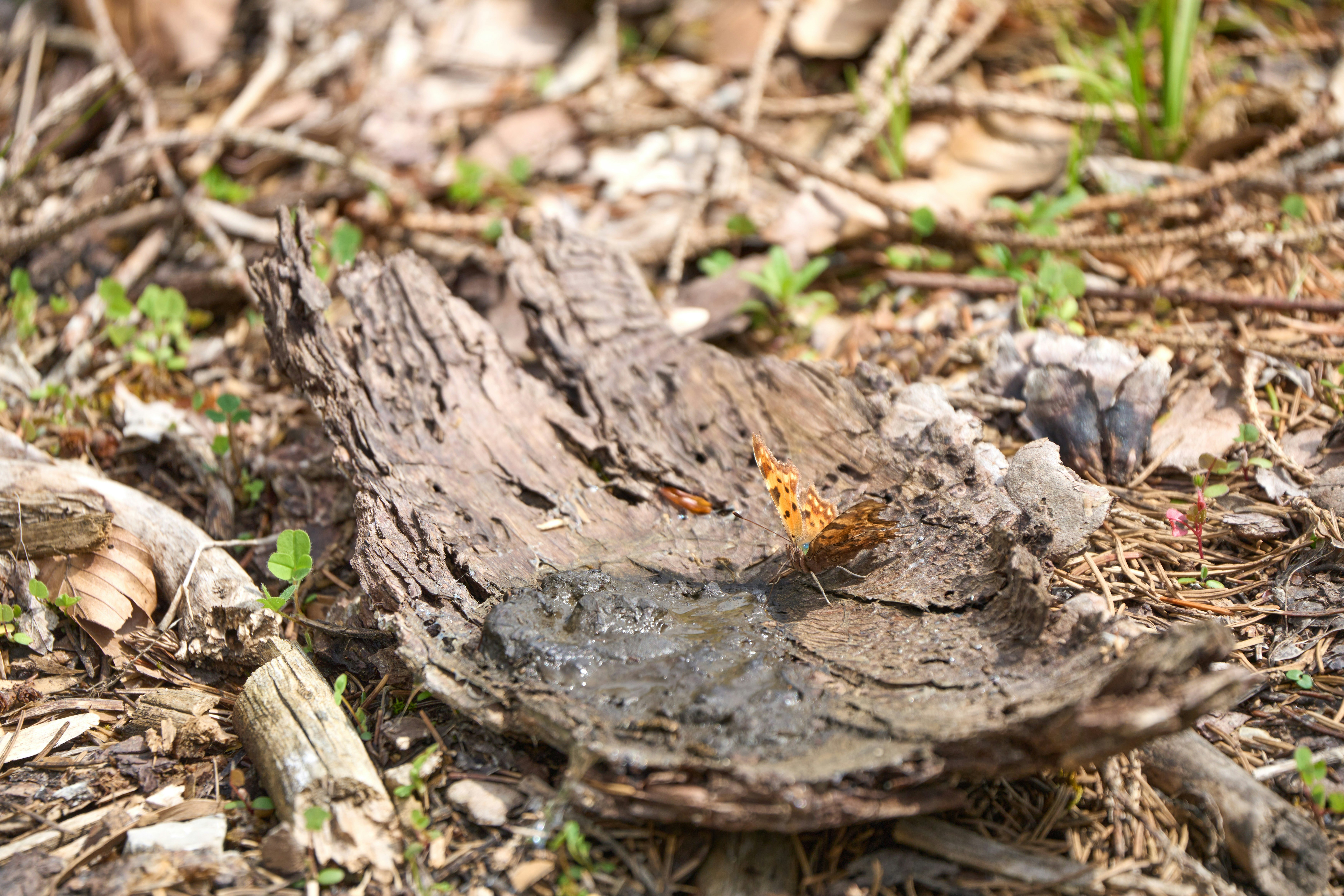 Photo by wolfgang_hasselmann