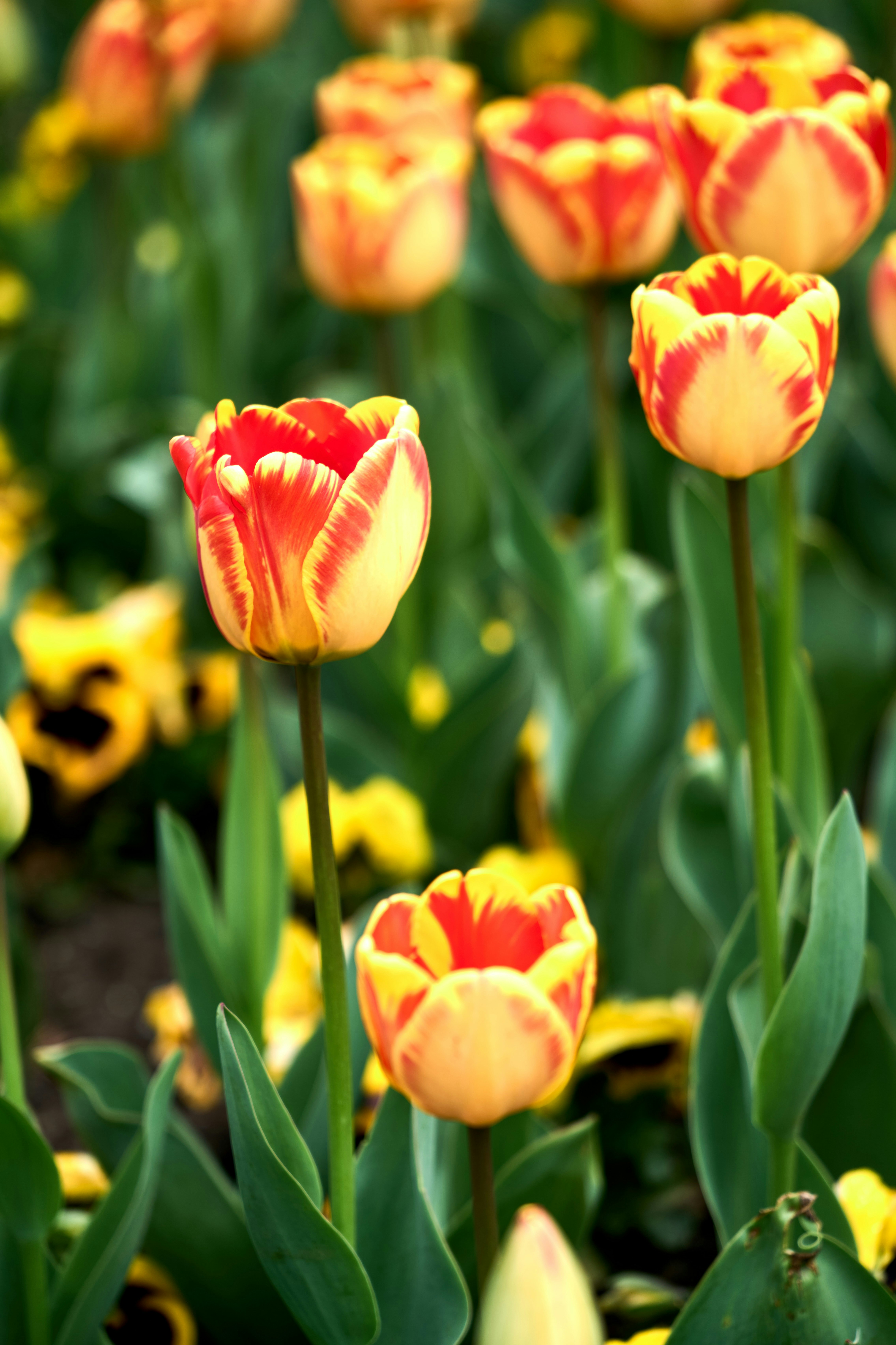 Photo by wolfgang_hasselmann