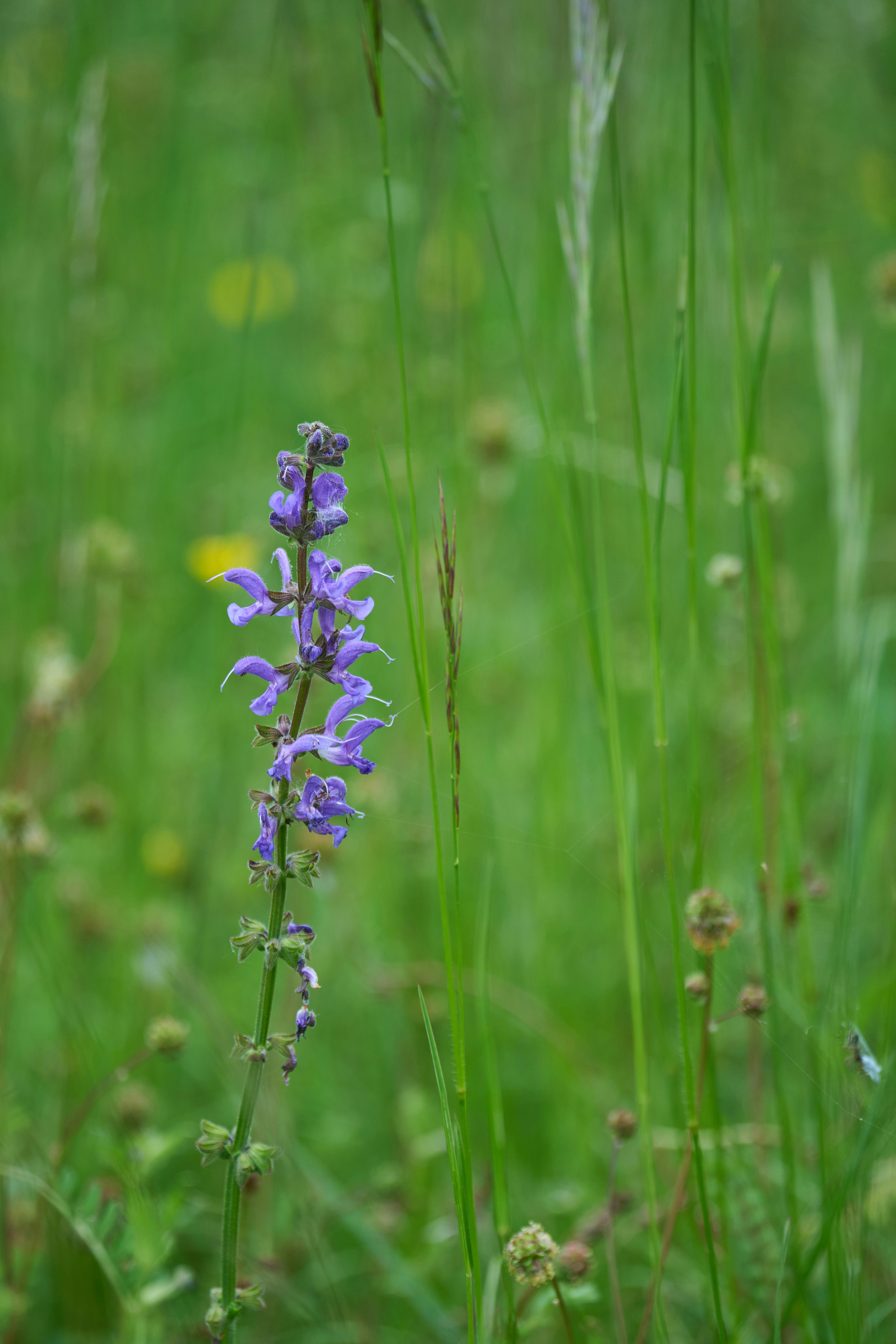 Photo by wolfgang_hasselmann