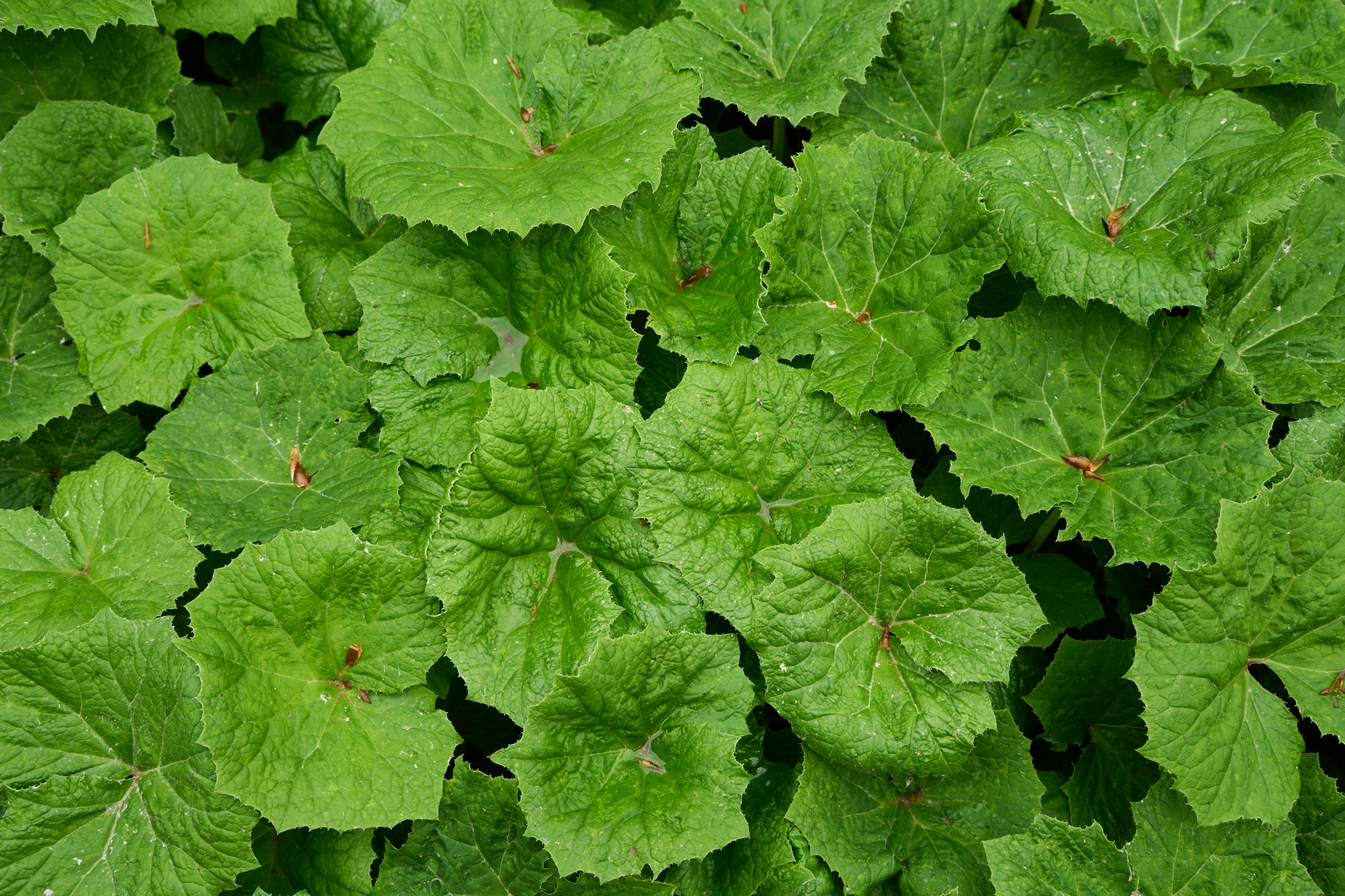 Photo by wolfgang_hasselmann