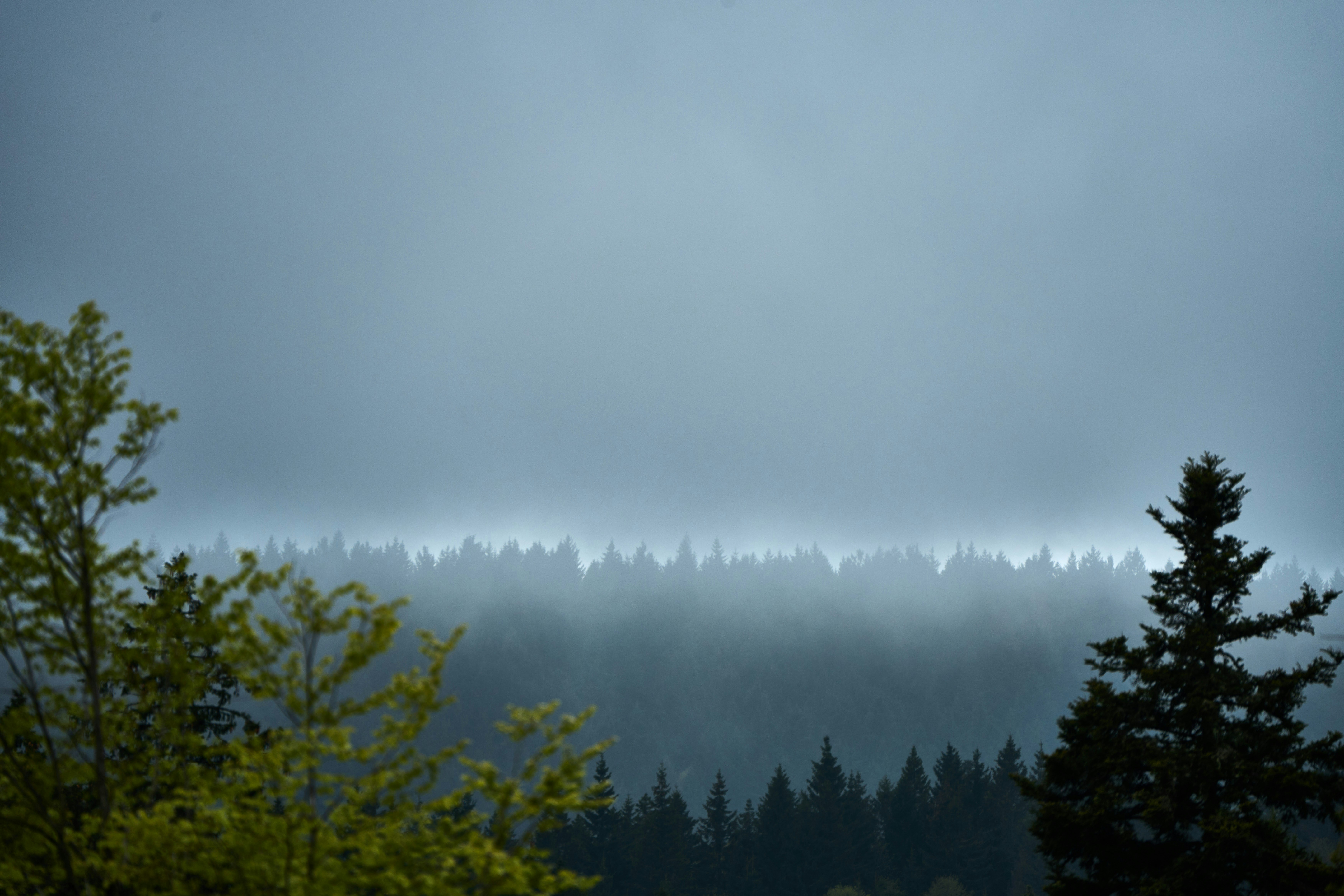 Photo by wolfgang_hasselmann