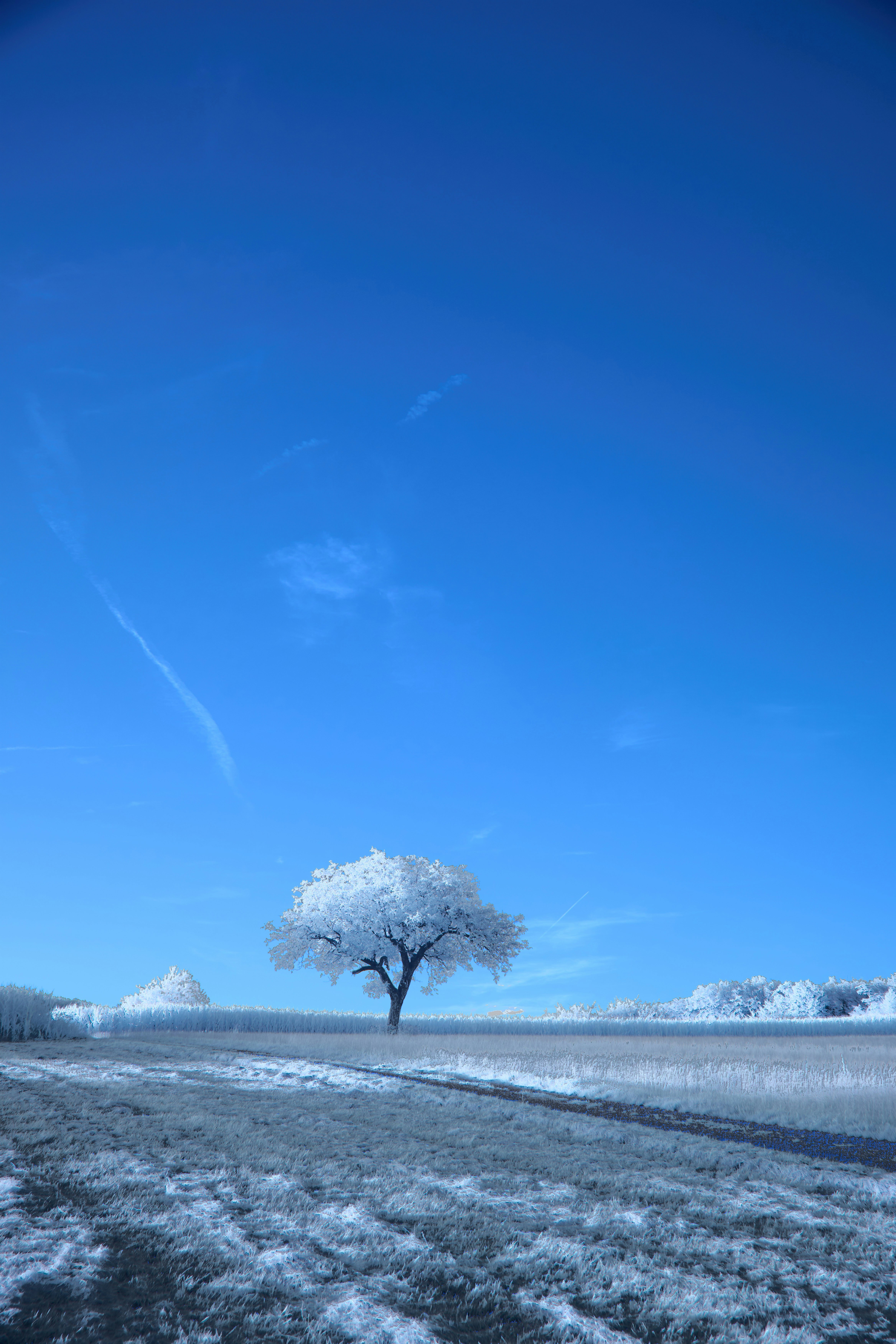 Photo by wolfgang_hasselmann