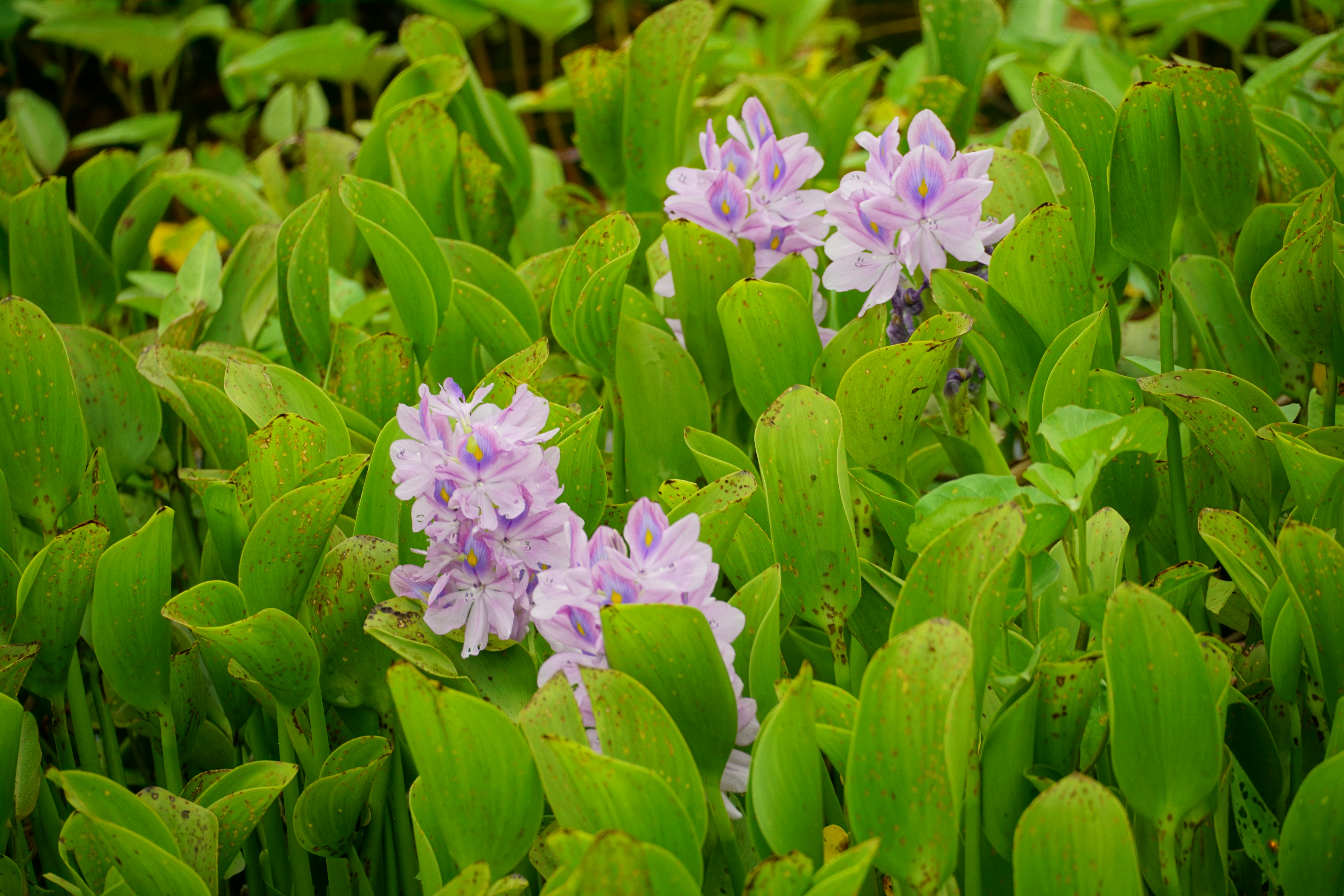 a group of purple flowers surrounded by green leaves
