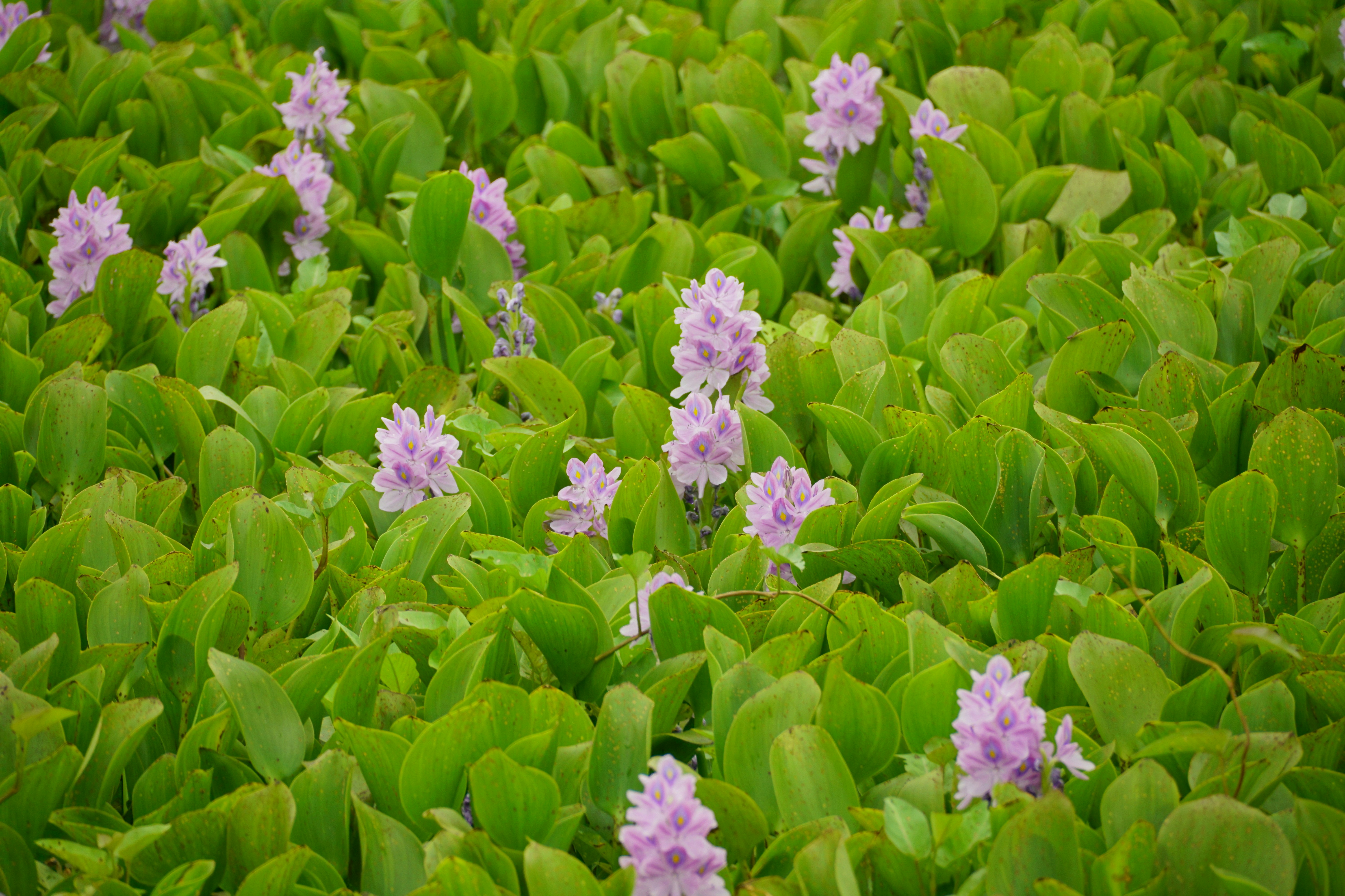 Ancient Chinampa Construction: Water Hyacinth and Sediment Layers - Inle Lake floating gardens