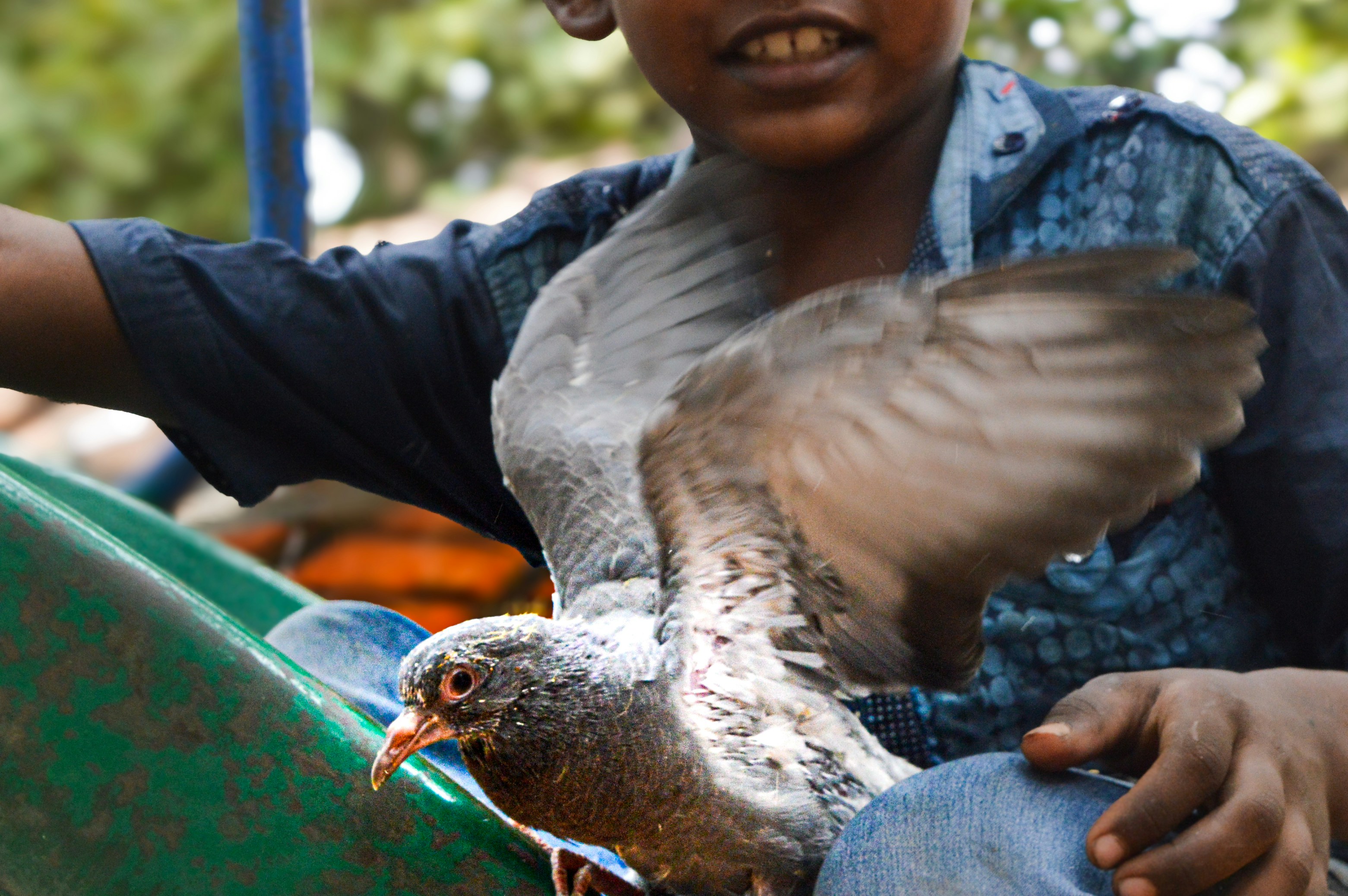 A young boy holding a bird in his hands