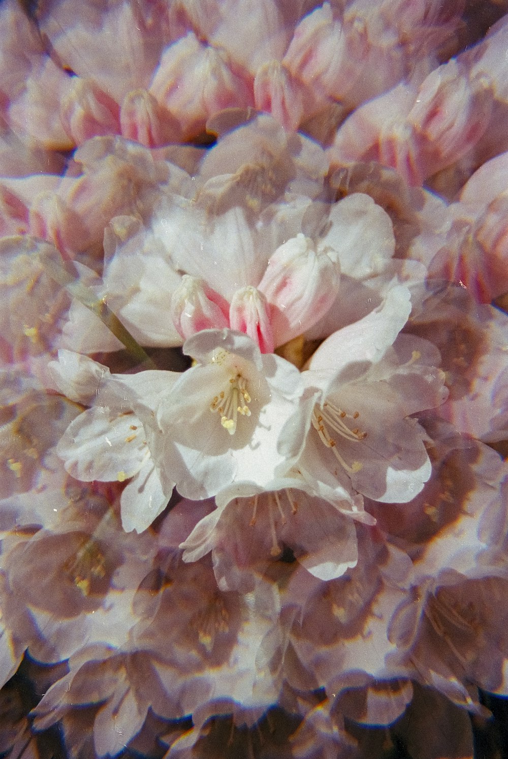  a close up of a white flower with pink petals