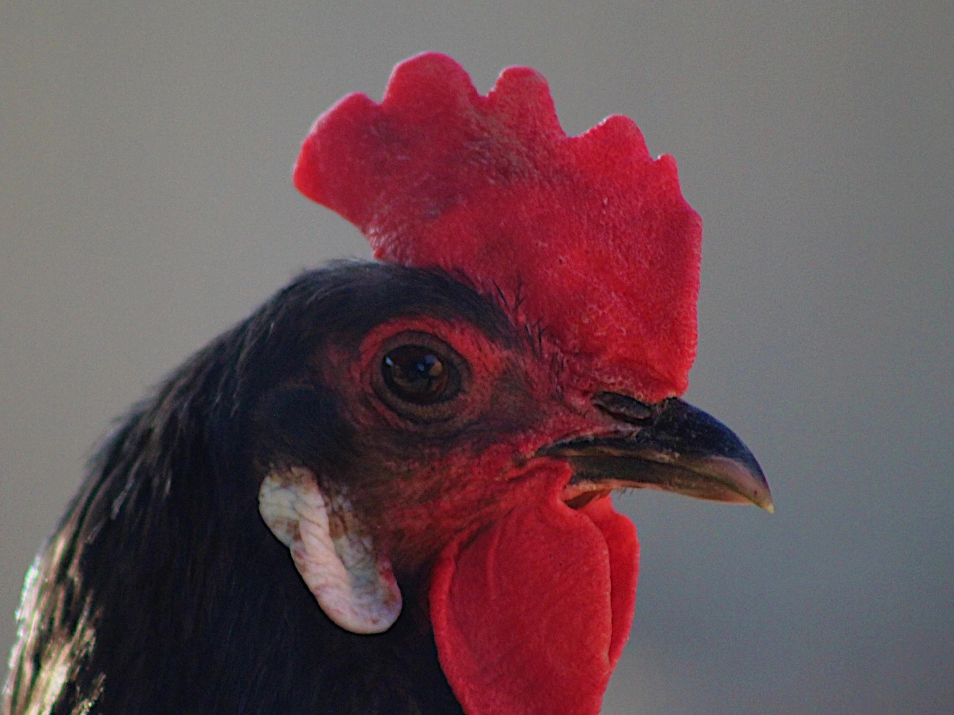a close up of a rooster with a red comb