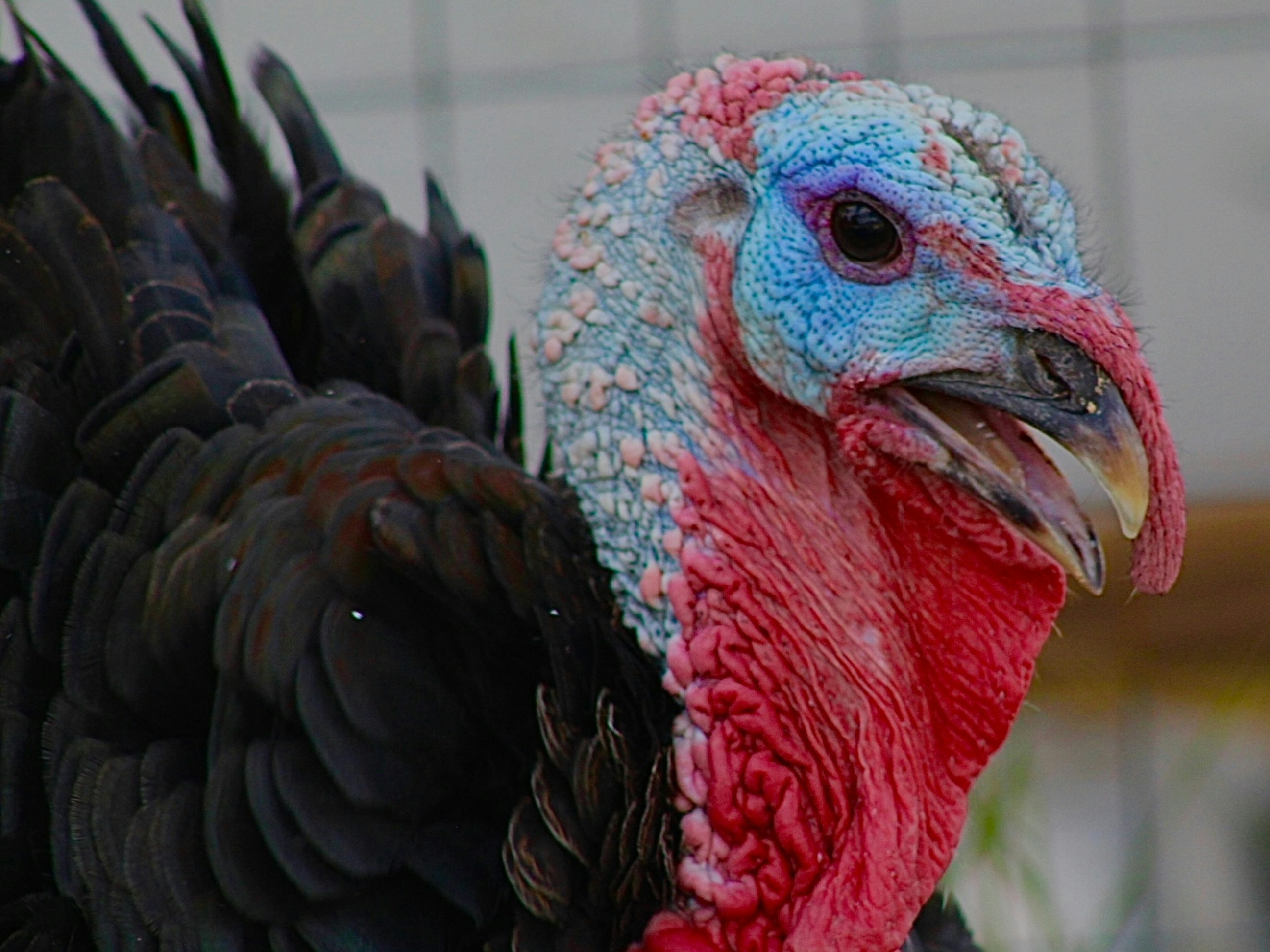 a close up of a turkey with a blue and red head