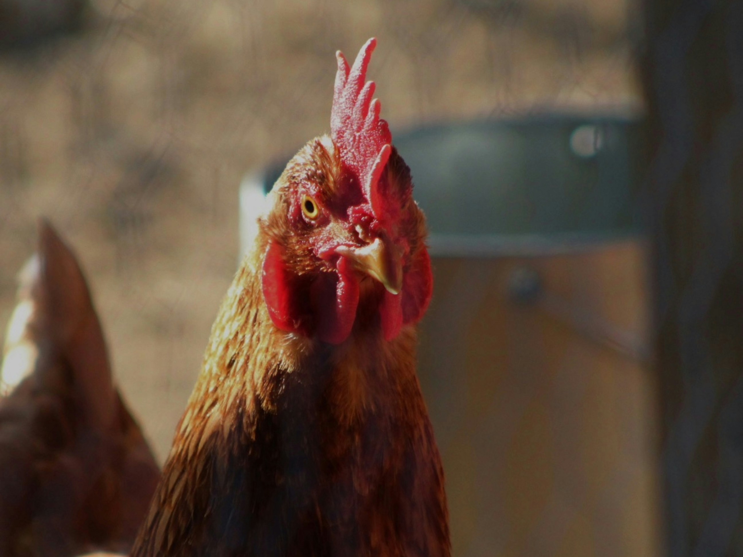 a close up of a rooster looking at the camera