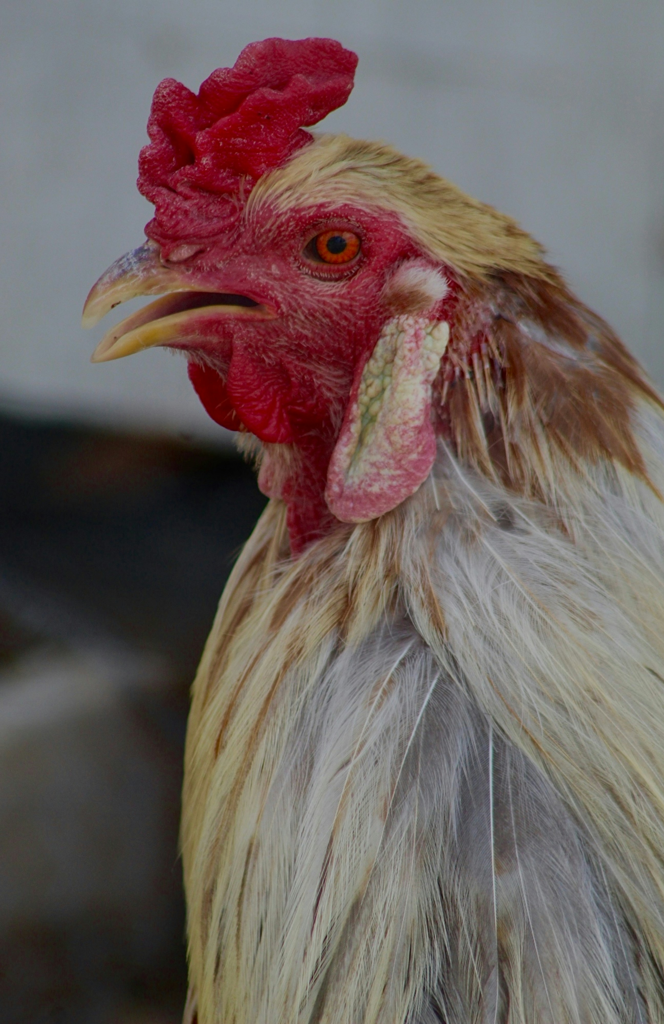 a close up of a rooster with a red head
