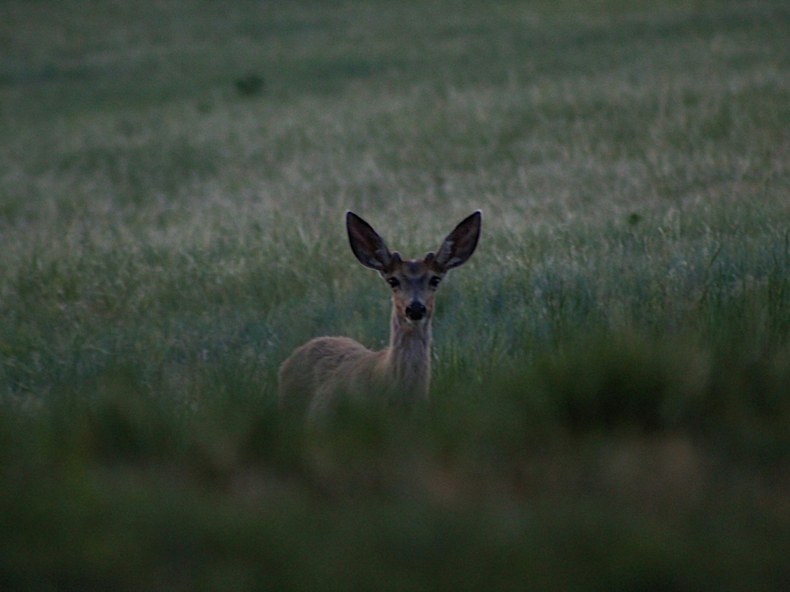 a deer standing in a field of tall grass