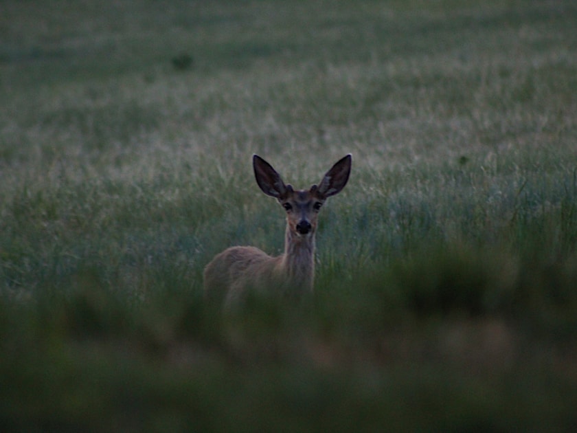 Hunter in cold weather gear in snowy winter hunting scene