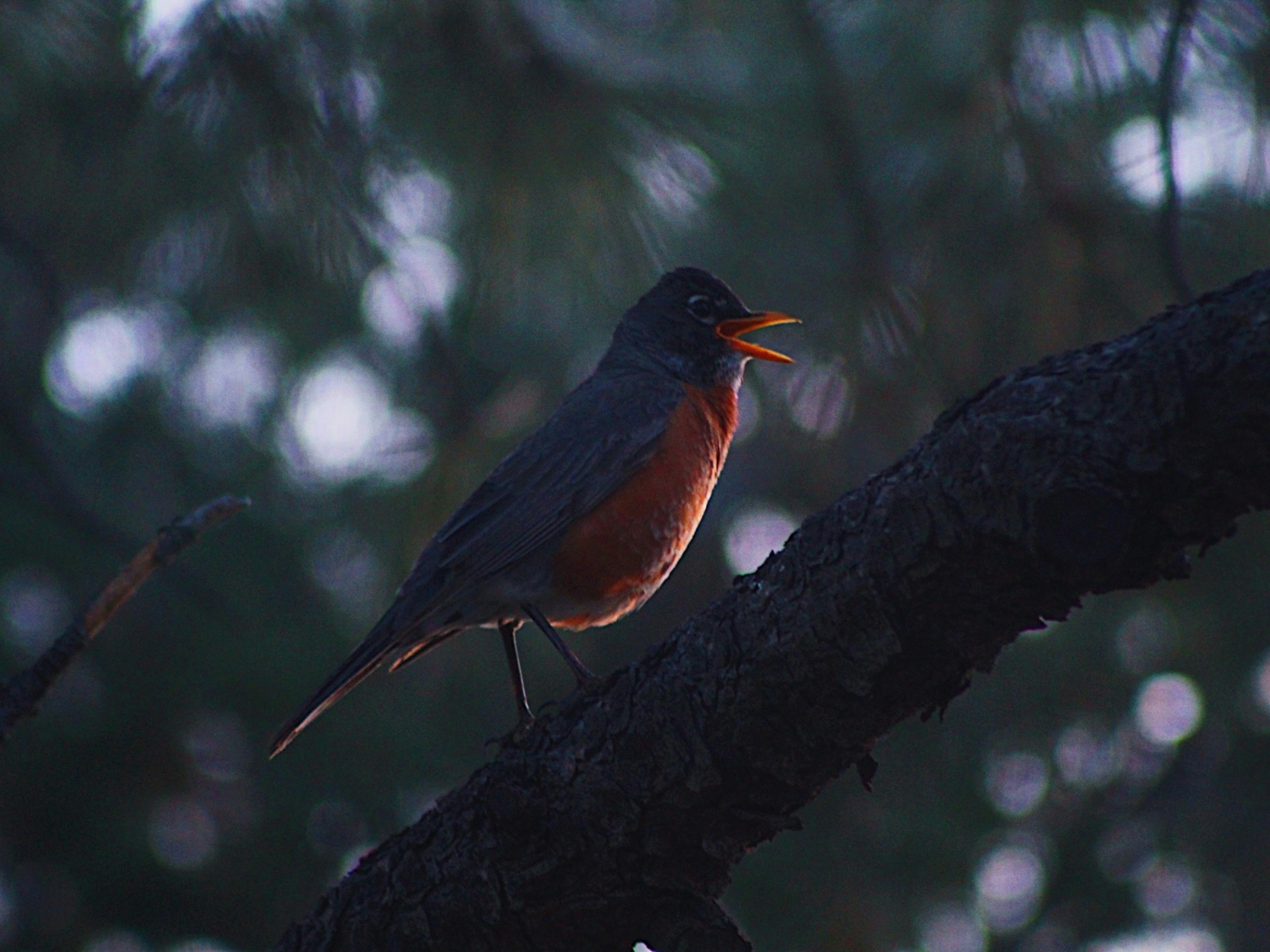 a small bird perched on a tree branch