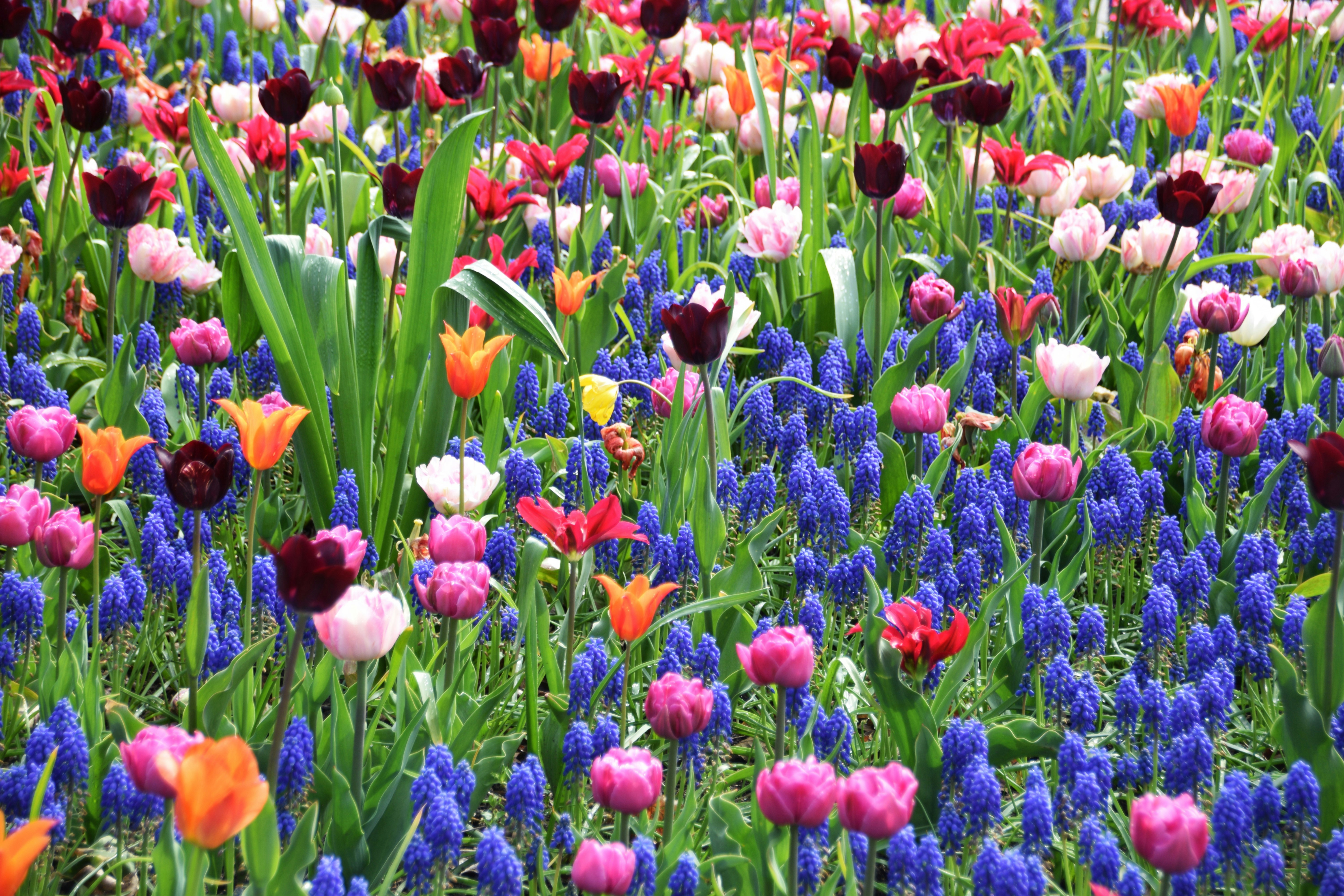 Um campo cheio de flores coloridas ao lado de uma floresta foto – Imagem  grátis sobre Campo de flores na Unsplash, image size:3000x2000