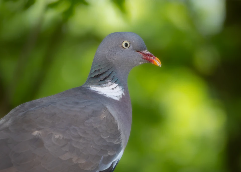 Close-up view of a pigeon with head tilted left, beak pointed upwards in curiosity