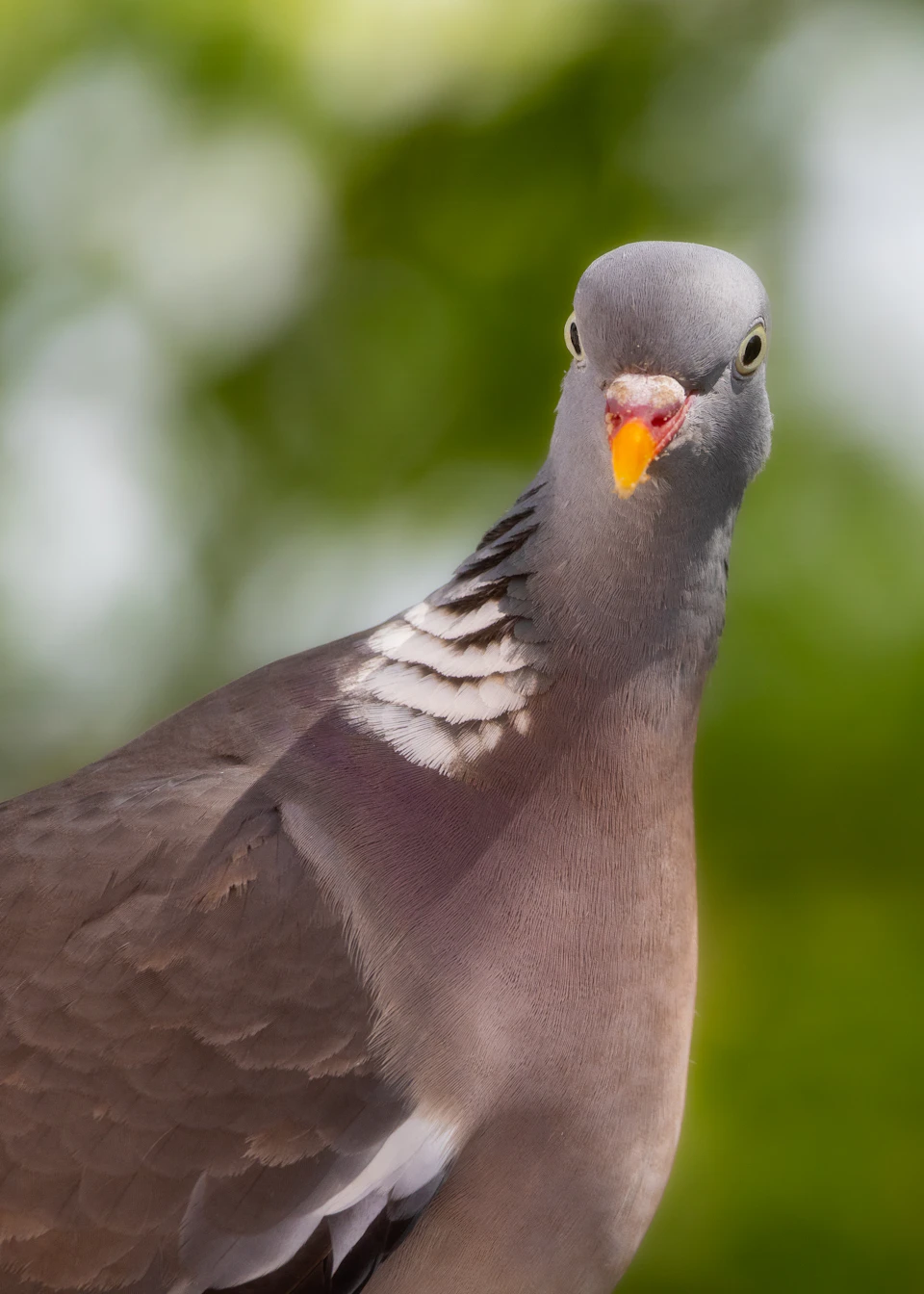 Pigeon stands on one leg, gazing directly at the camera with gray body