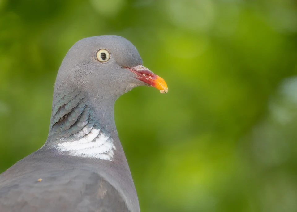 Close-up view of a pigeon with head tilted left, beak open, and bright yellow beak