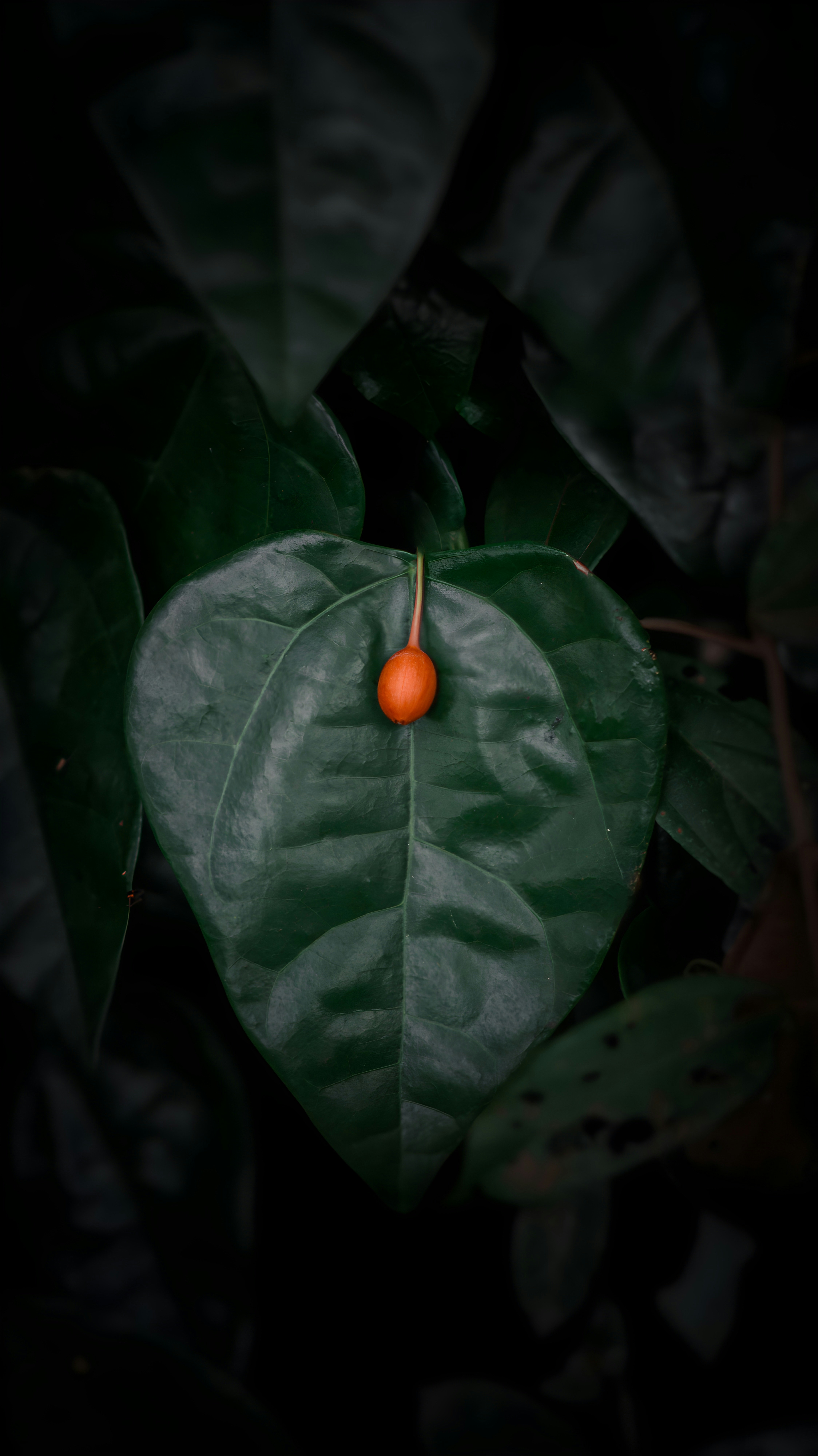 a green leaf with a red berry on it