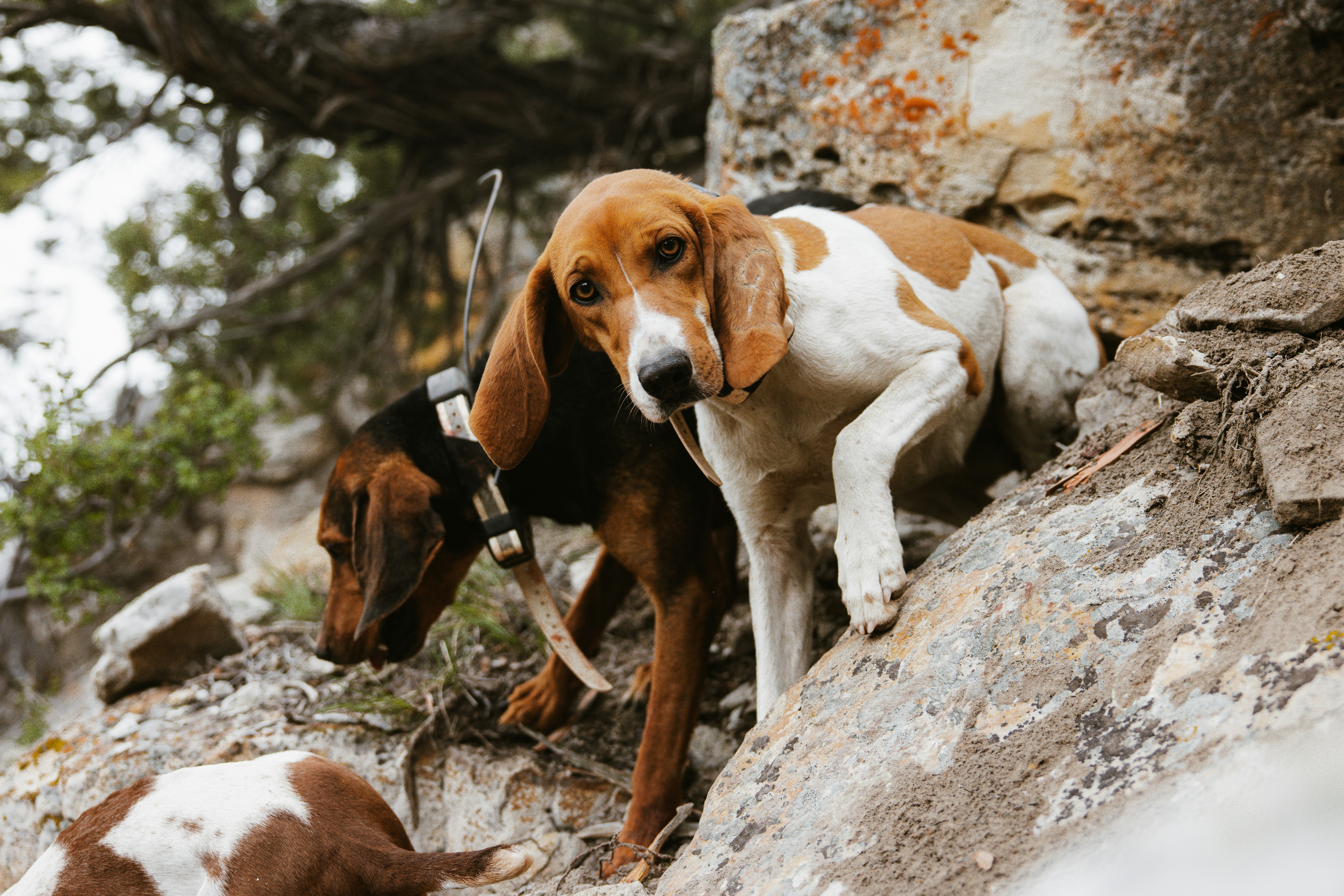 a couple of dogs standing on top of a rocky hillside