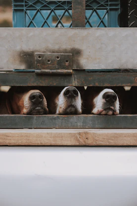 three dogs are peeking out of the back of a truck