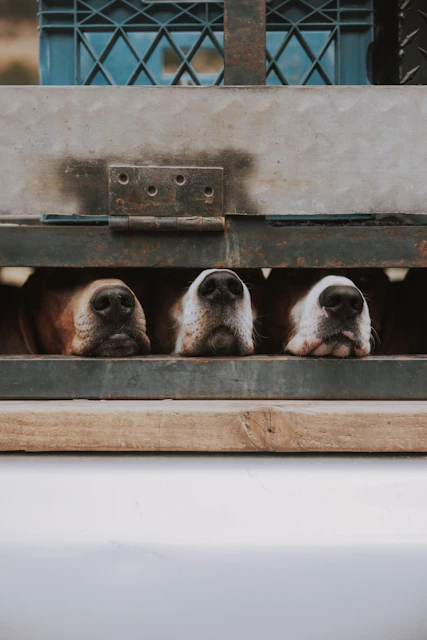 three dogs are peeking out of the back of a truck