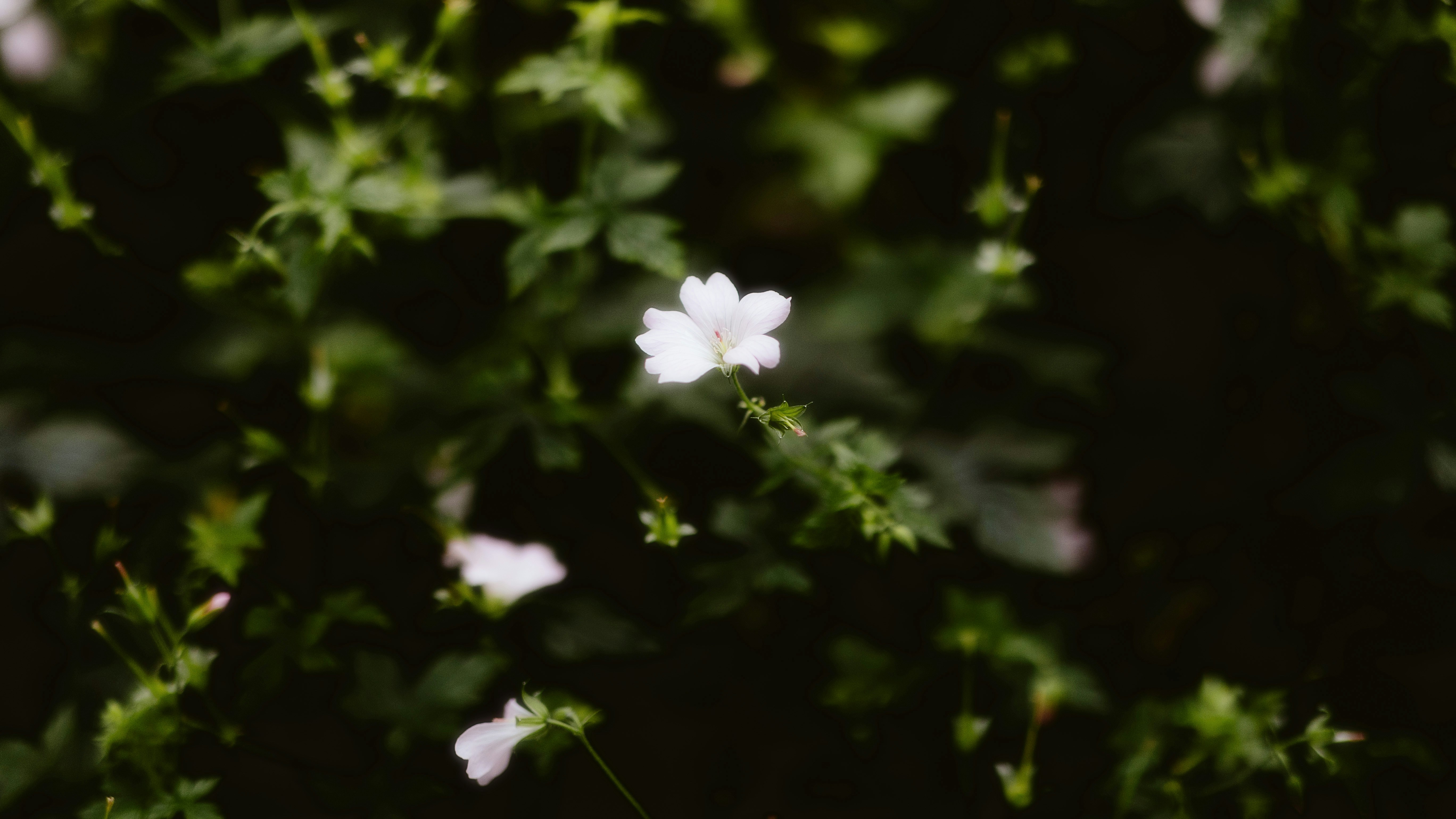 Photo by alingavriliuc