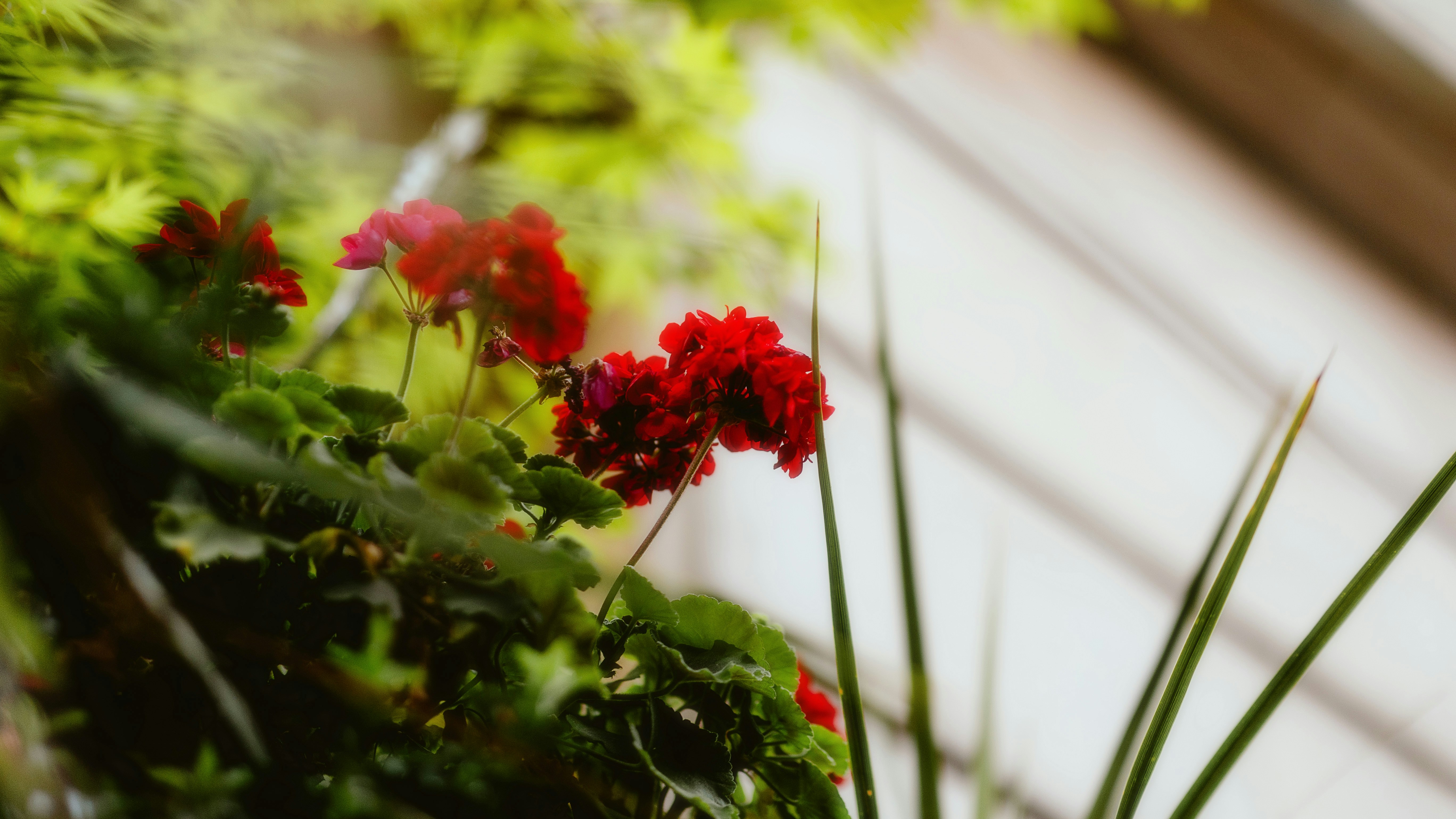 Photo by alingavriliuc