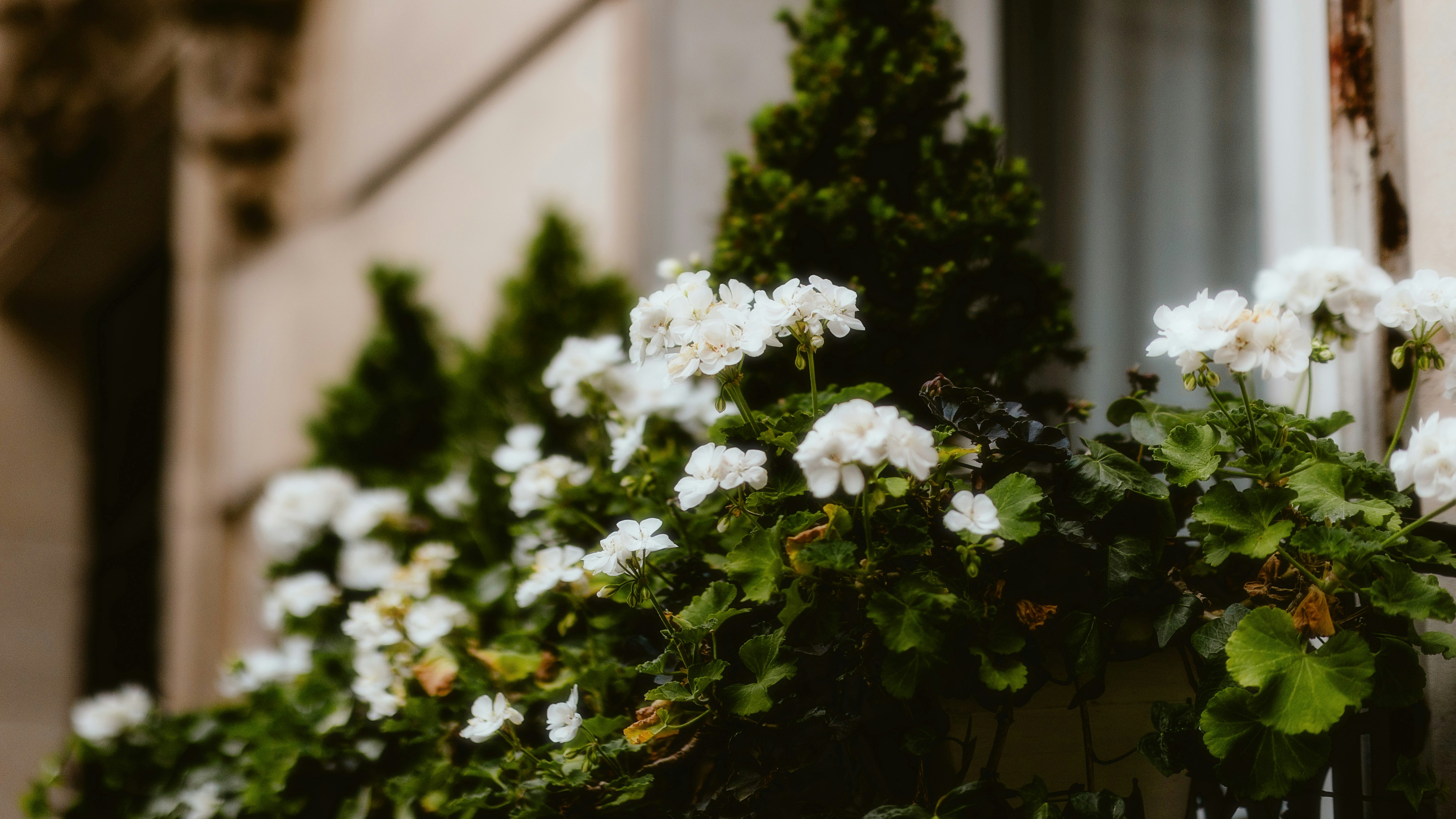 Photo by alingavriliuc