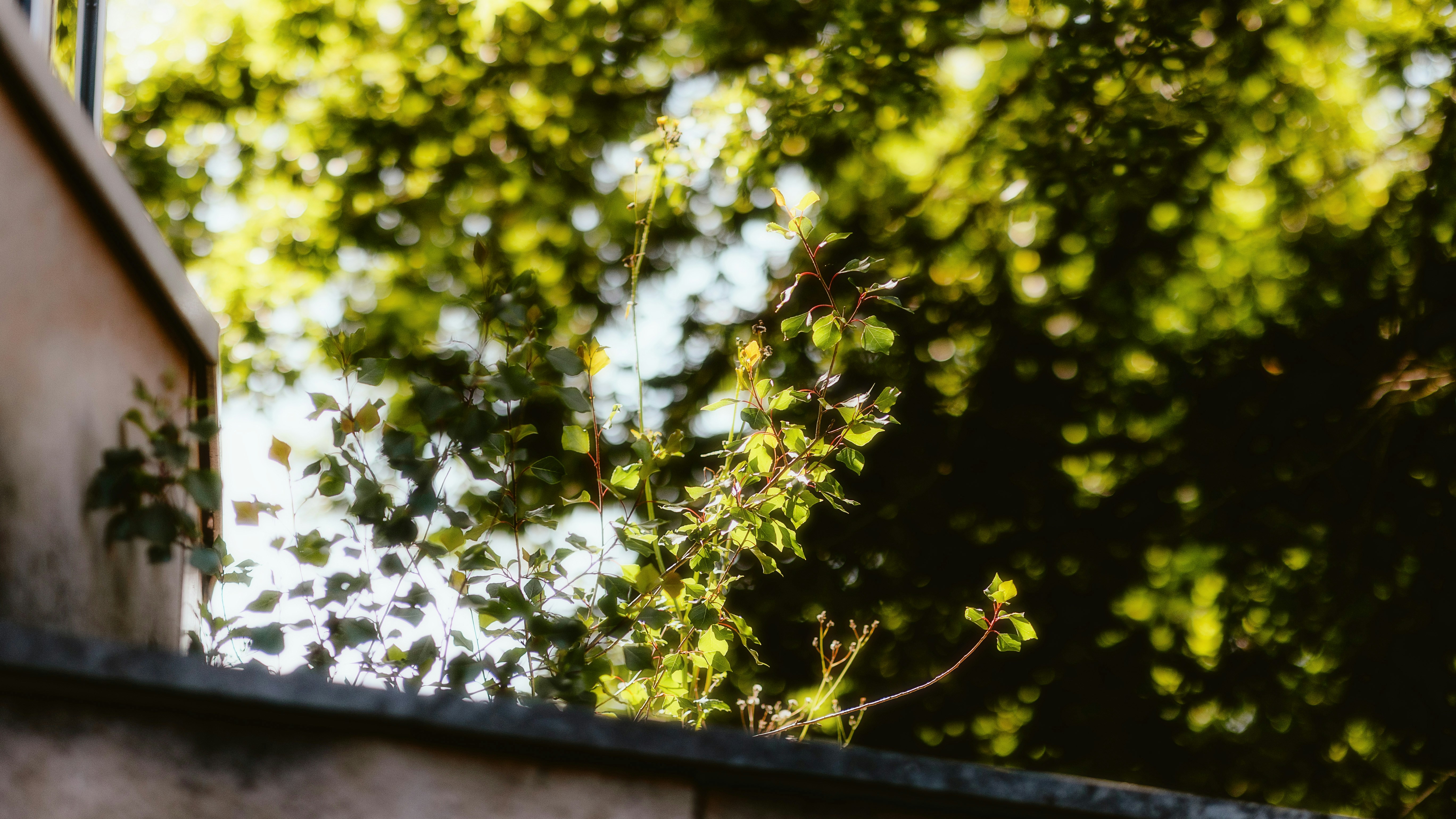 Photo by alingavriliuc