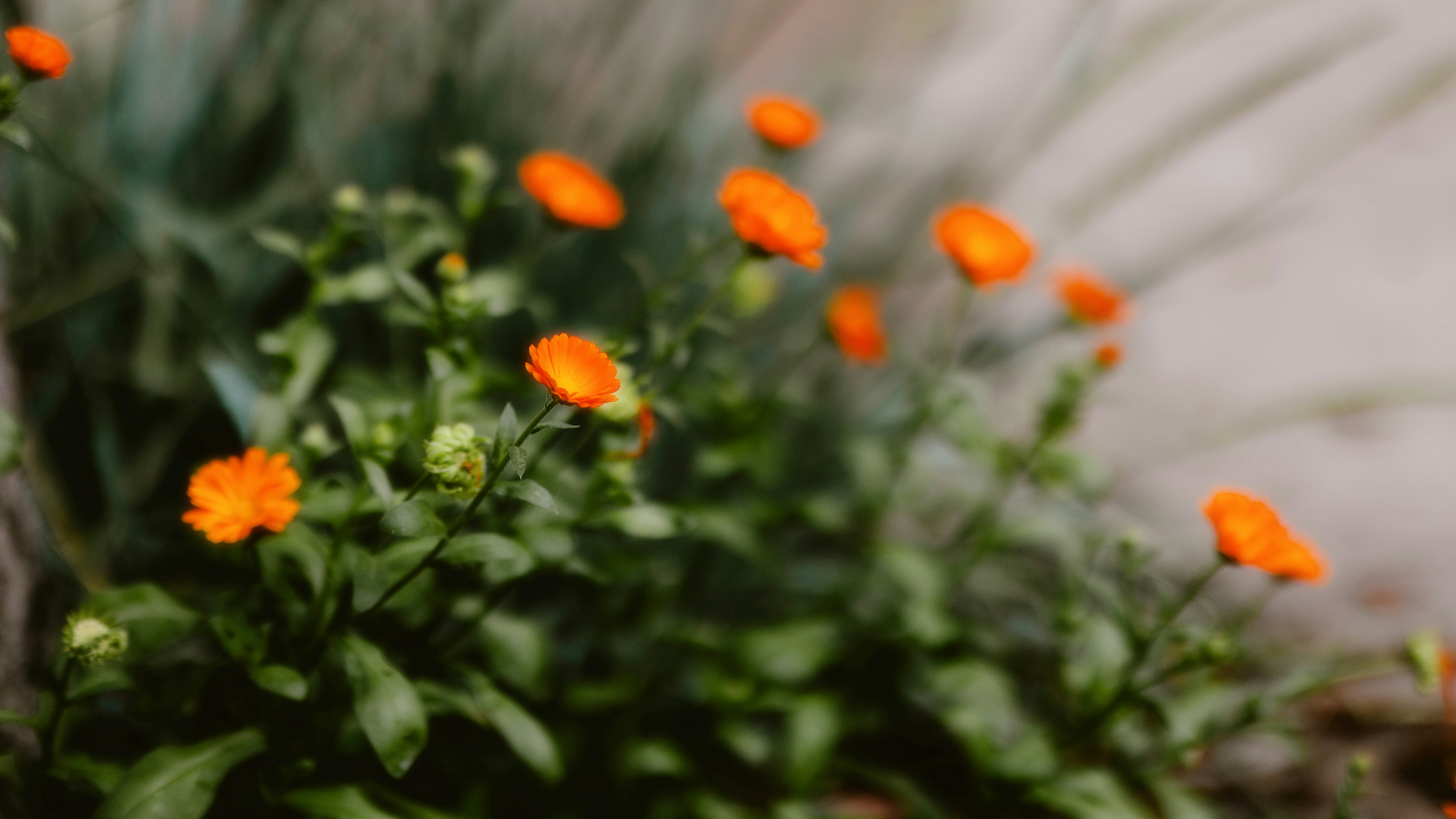 Photo by alingavriliuc