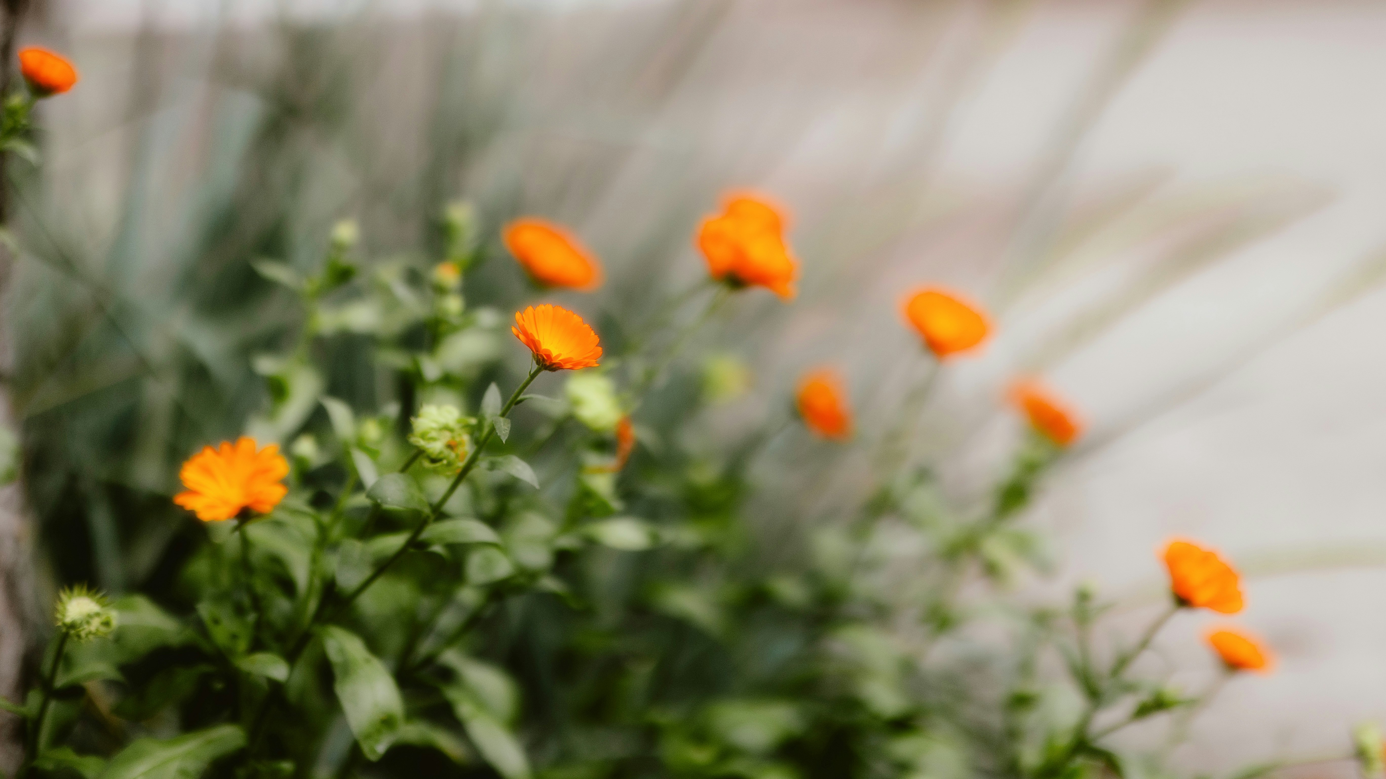 Photo by alingavriliuc